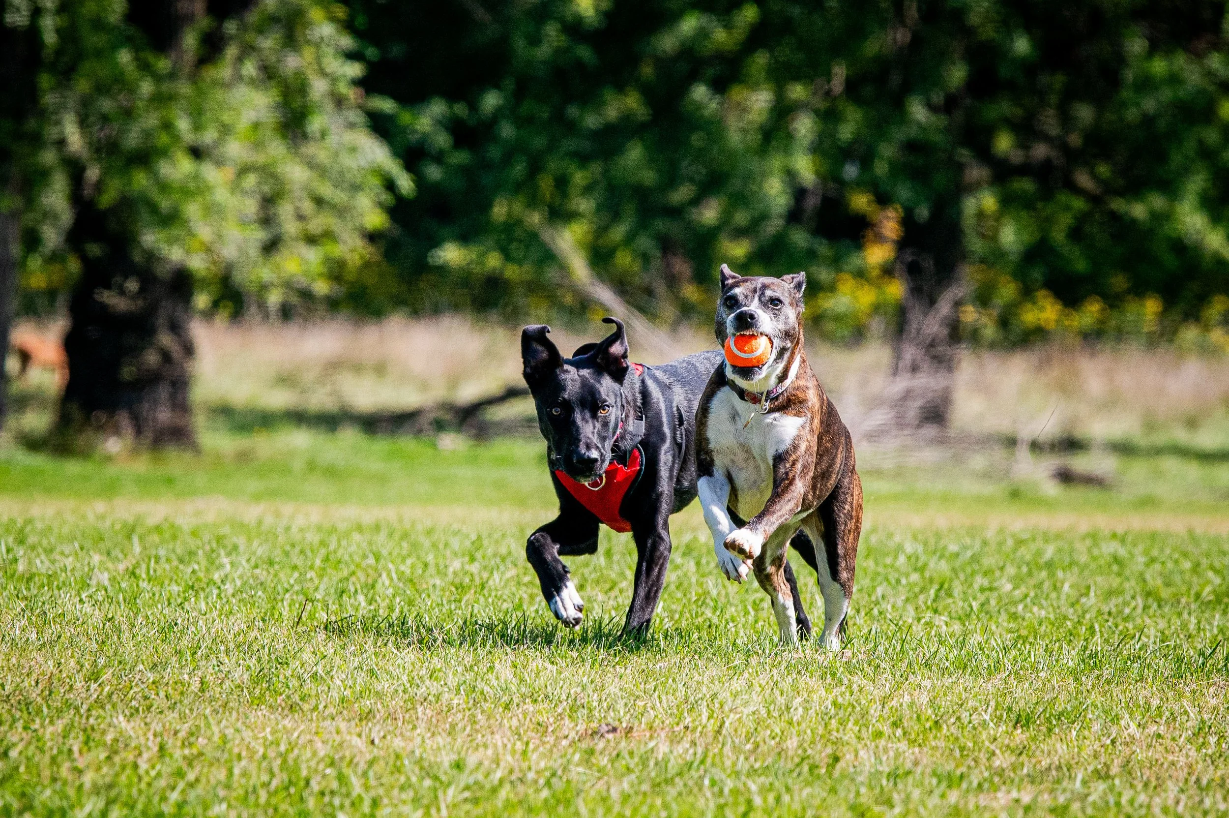 AMVPhotographs.com - AMV_1127.JPG