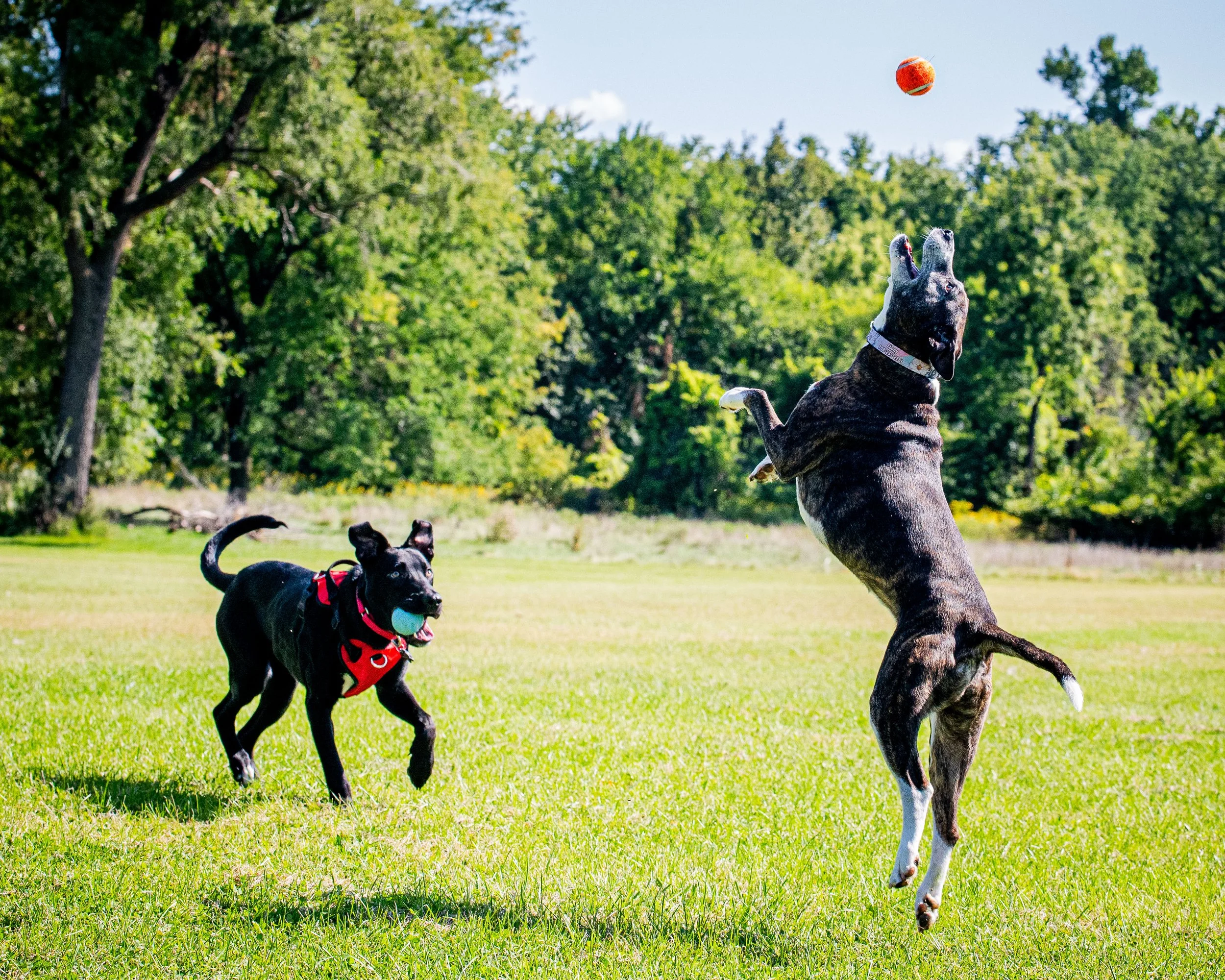 AMVPhotographs.com - AMV_0901.JPG