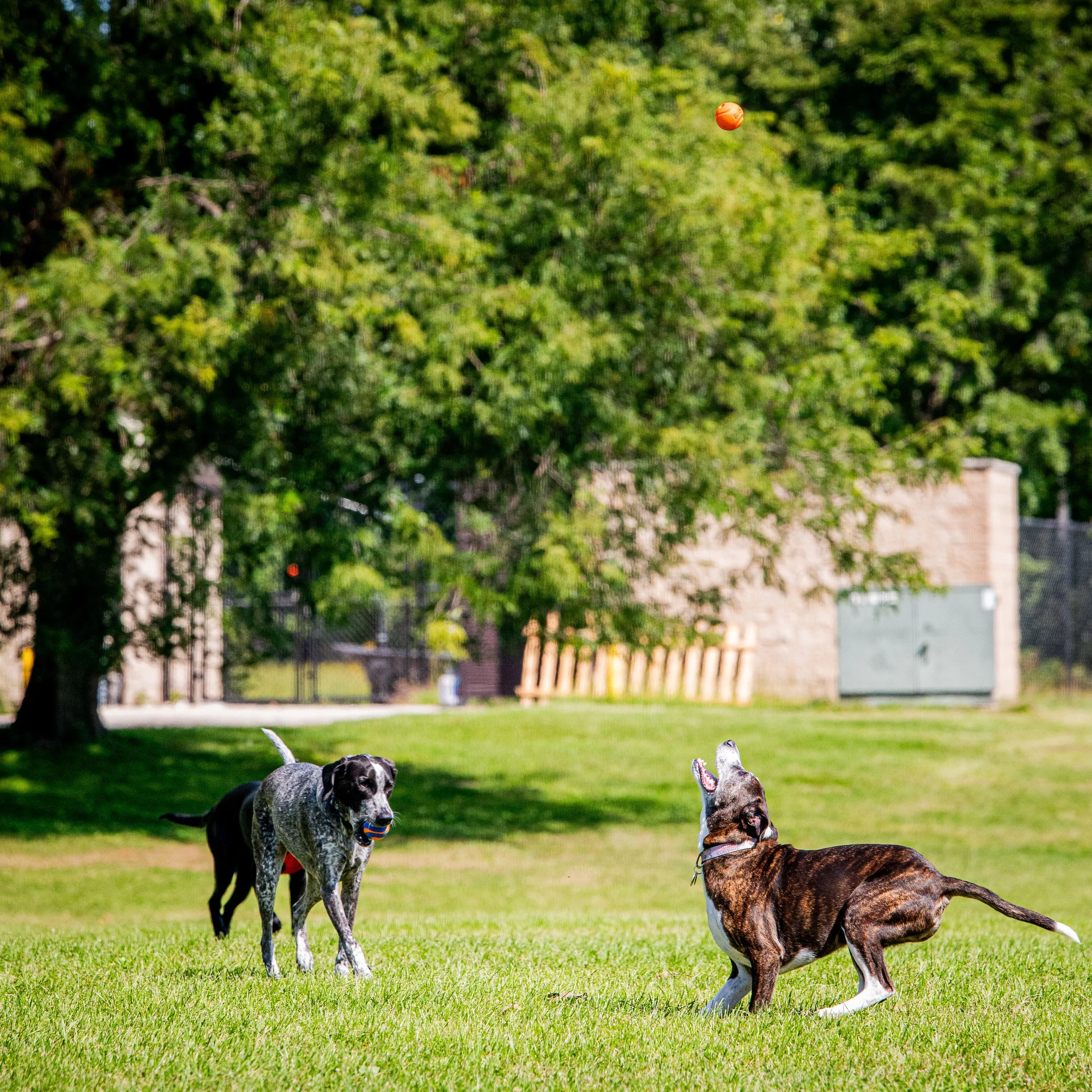 AMVPhotographs.com - AMV_1288.JPG