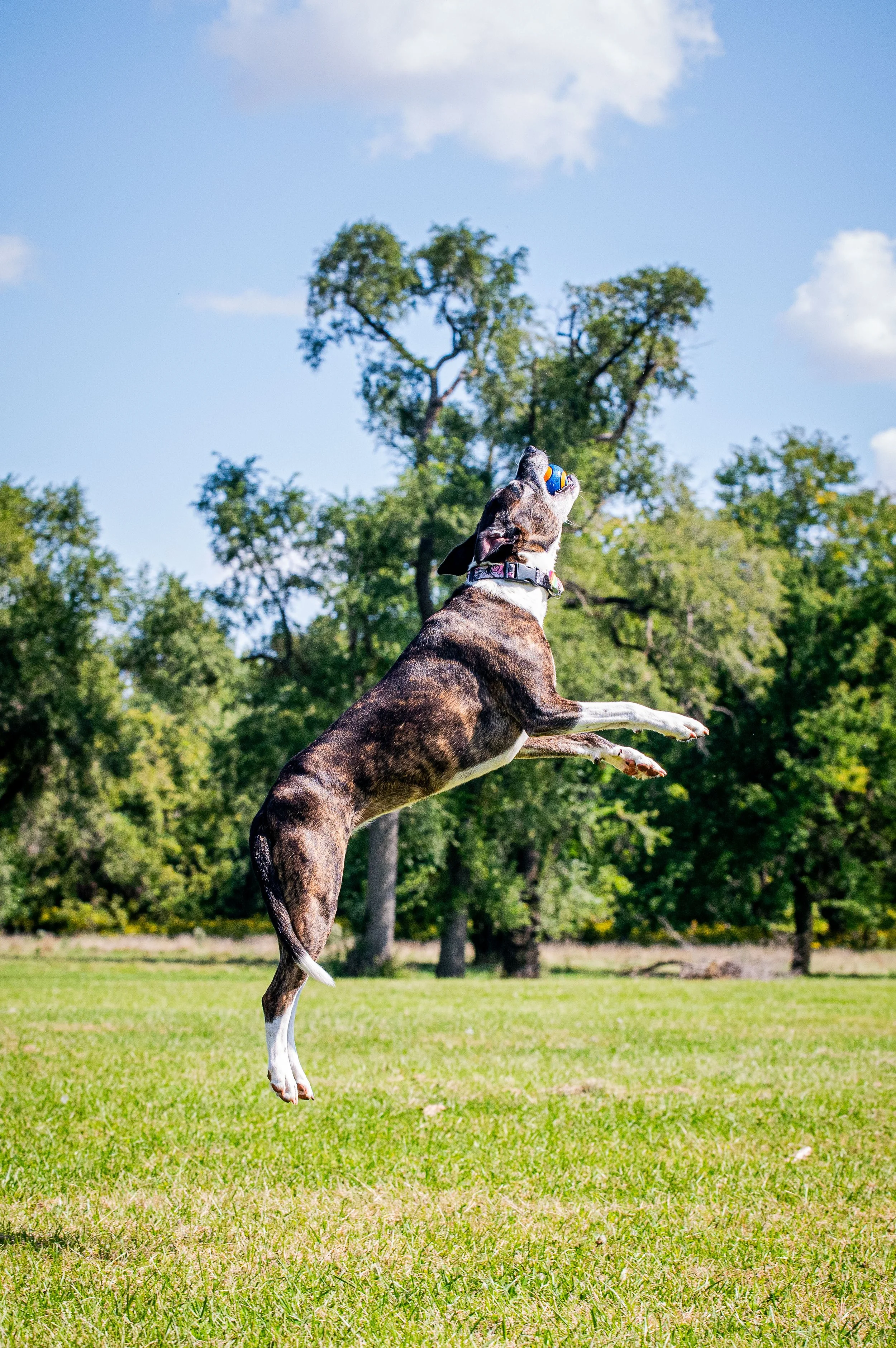 AMVPhotographs.com - AMV_1225.JPG