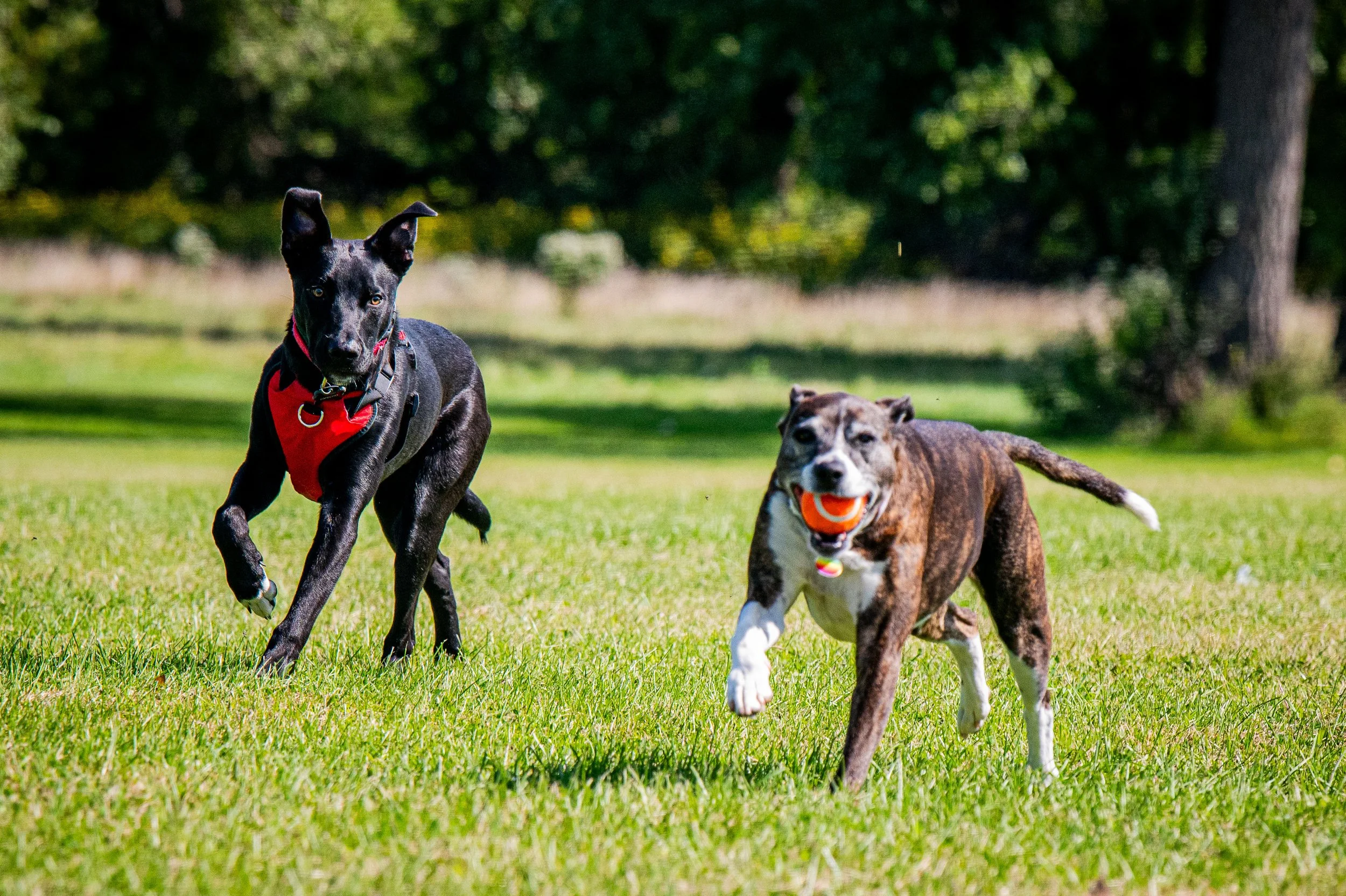 AMVPhotographs.com - AMV_1129.JPG