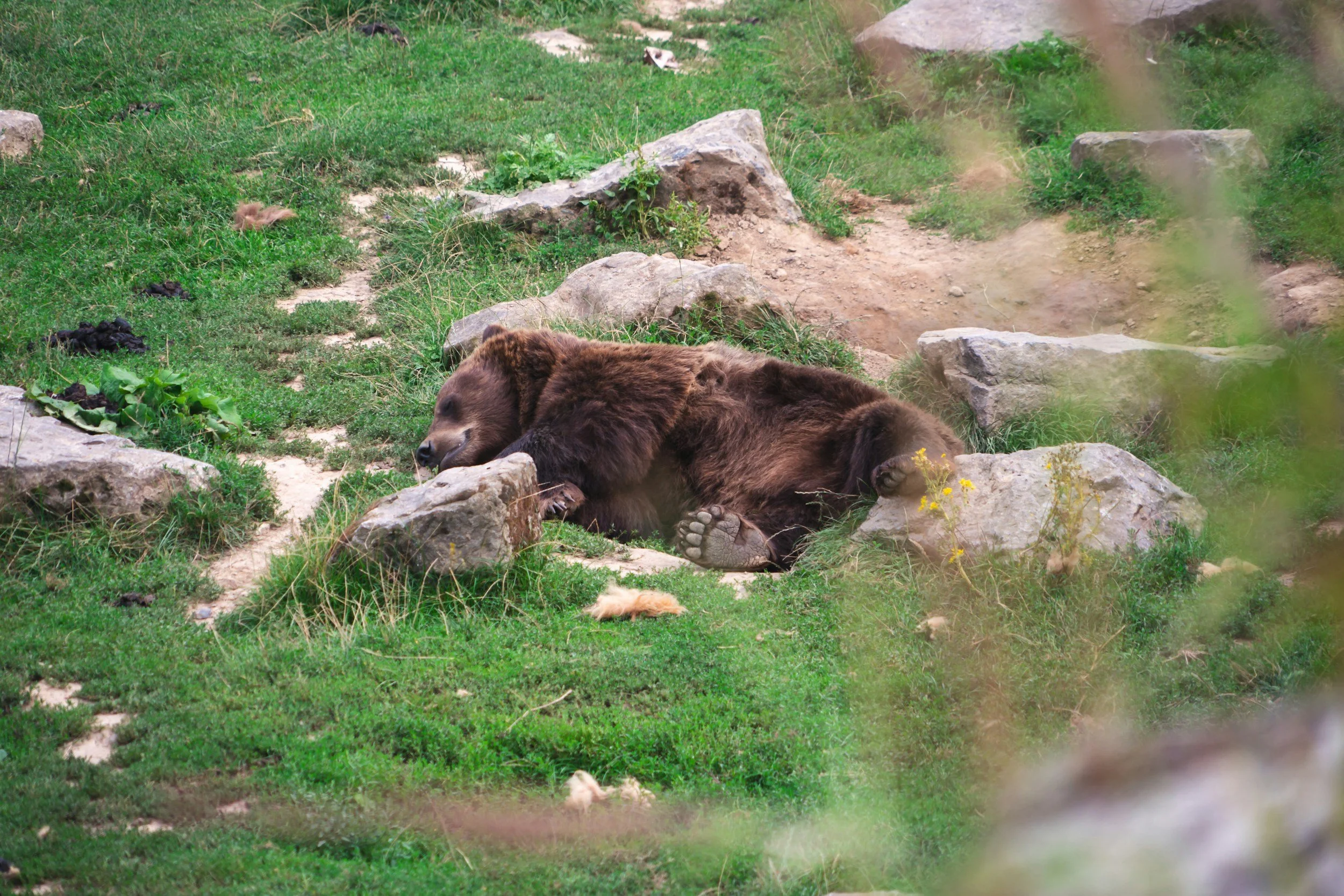 A bear sleeping outdoors near rocks