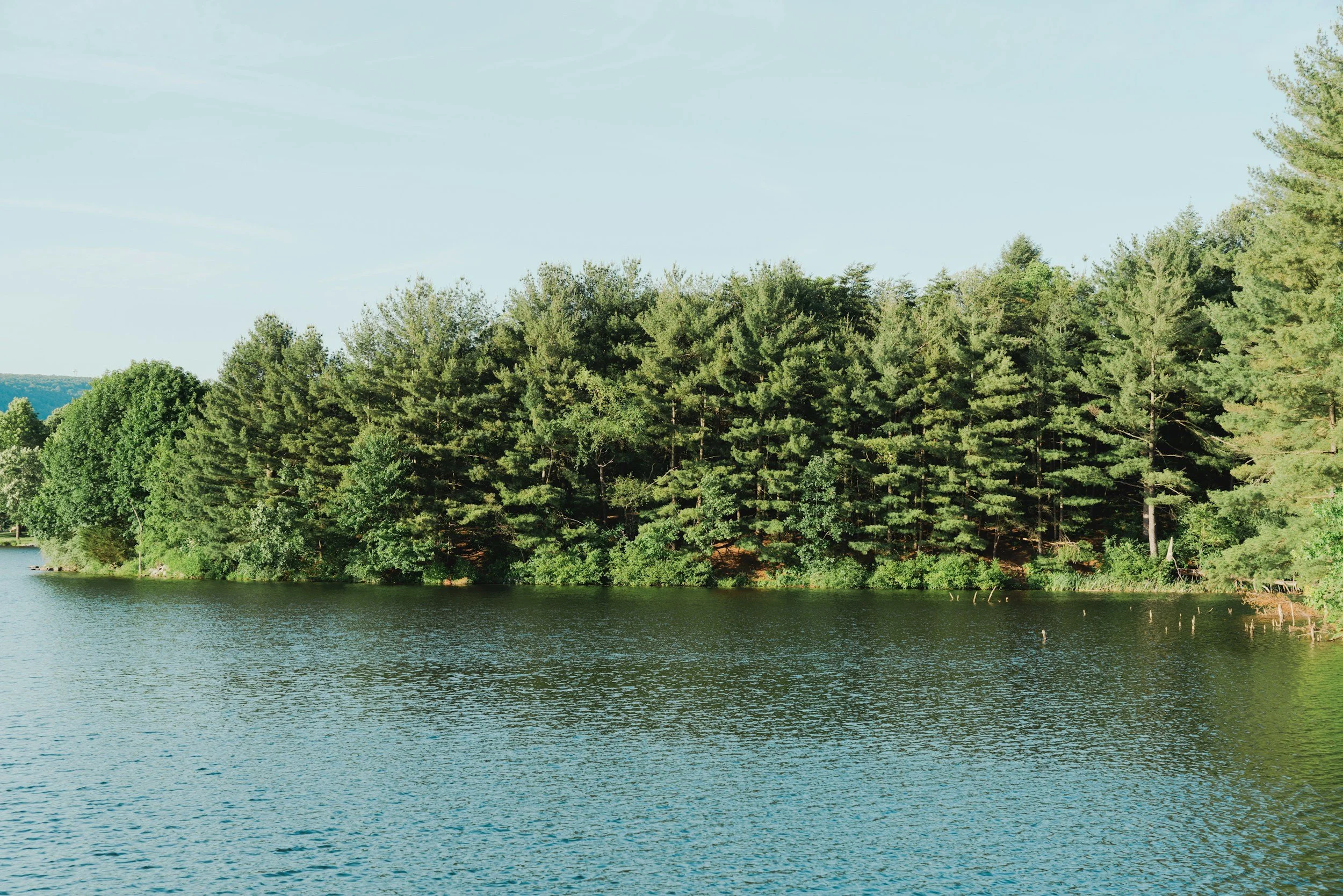 A lake surrounded by green trees