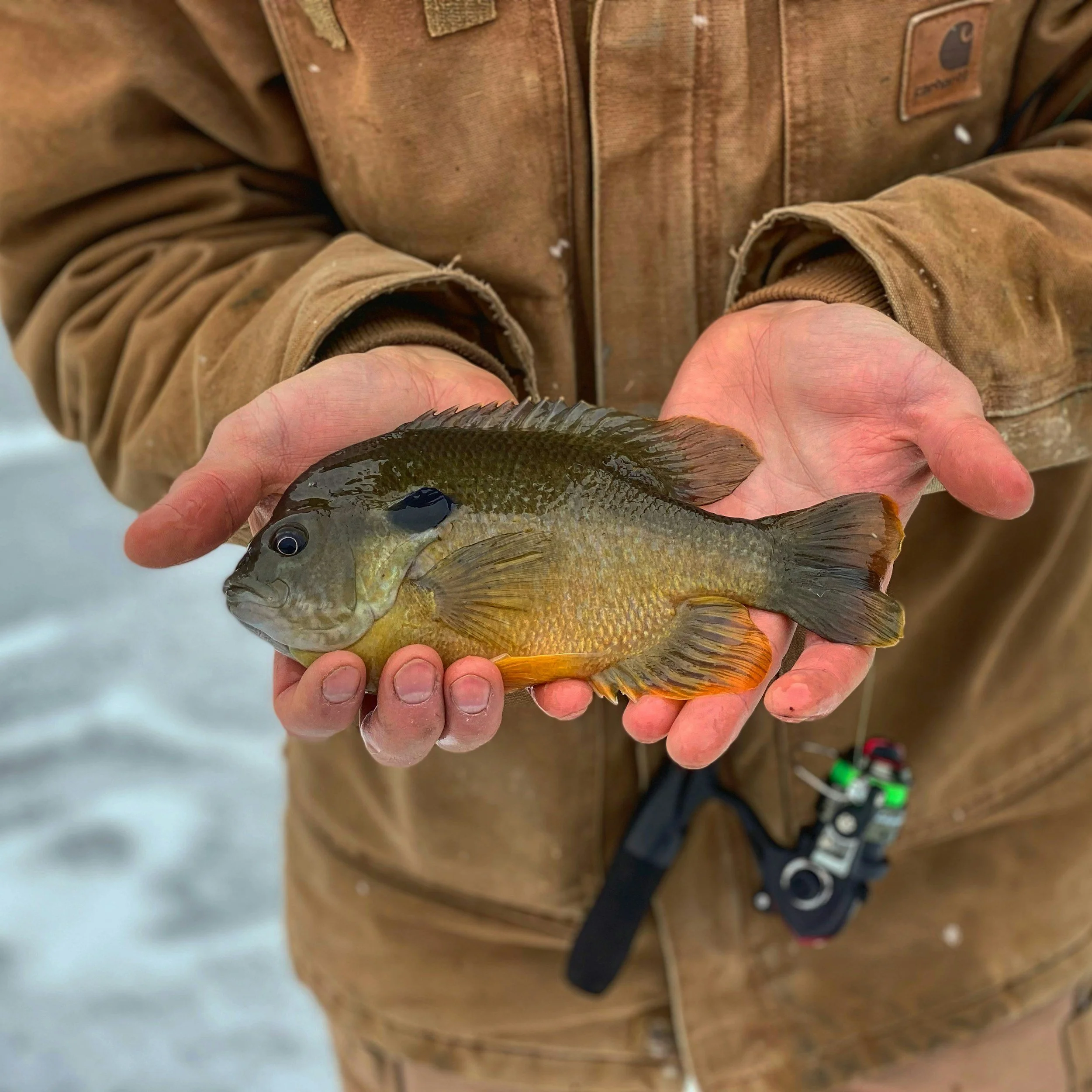 A person holding a bluegill fish outdoors
