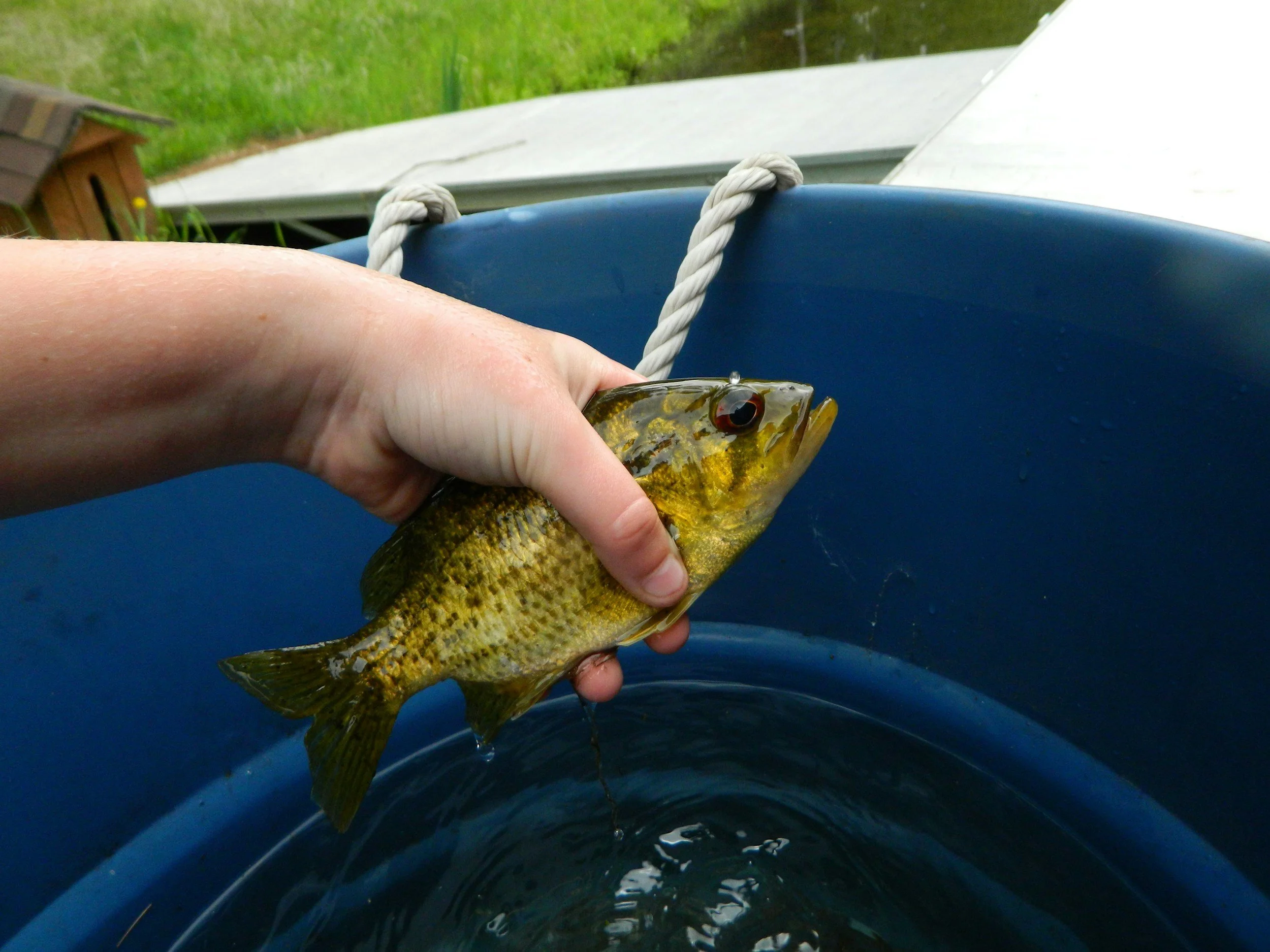 A person holding a crappie fish
