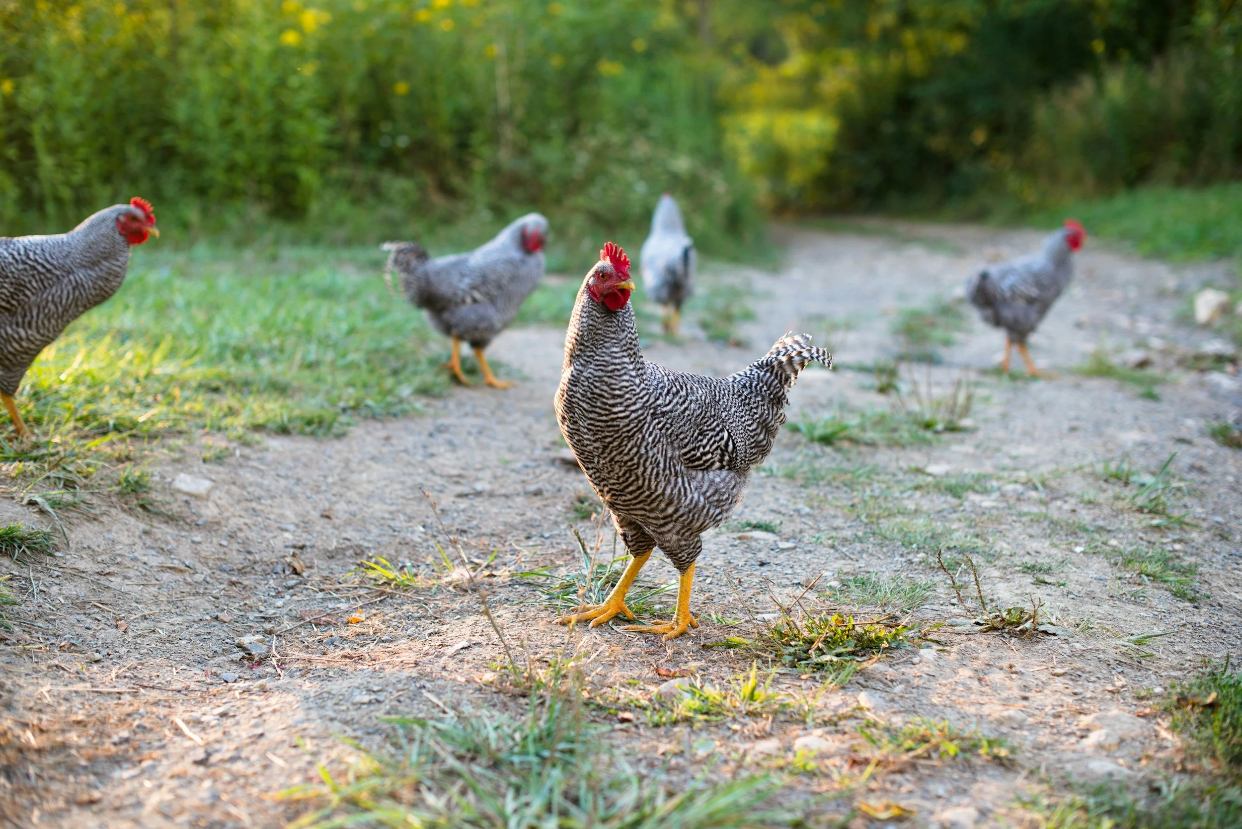 Chickens outdoors in the grass