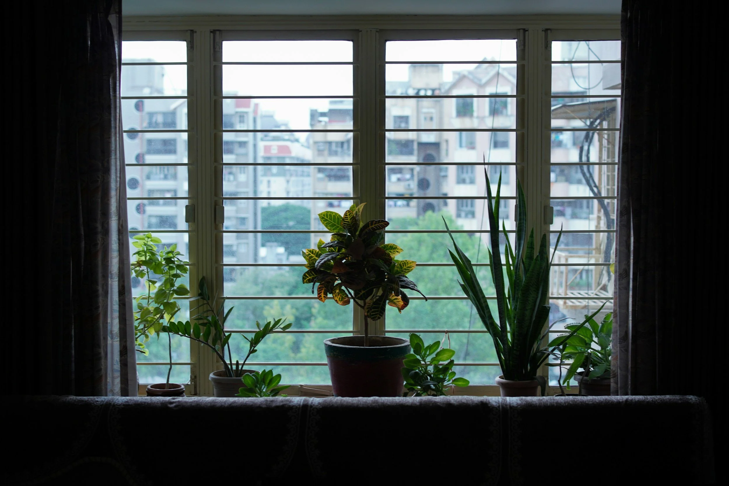 Potted plants near a window inside an apartment