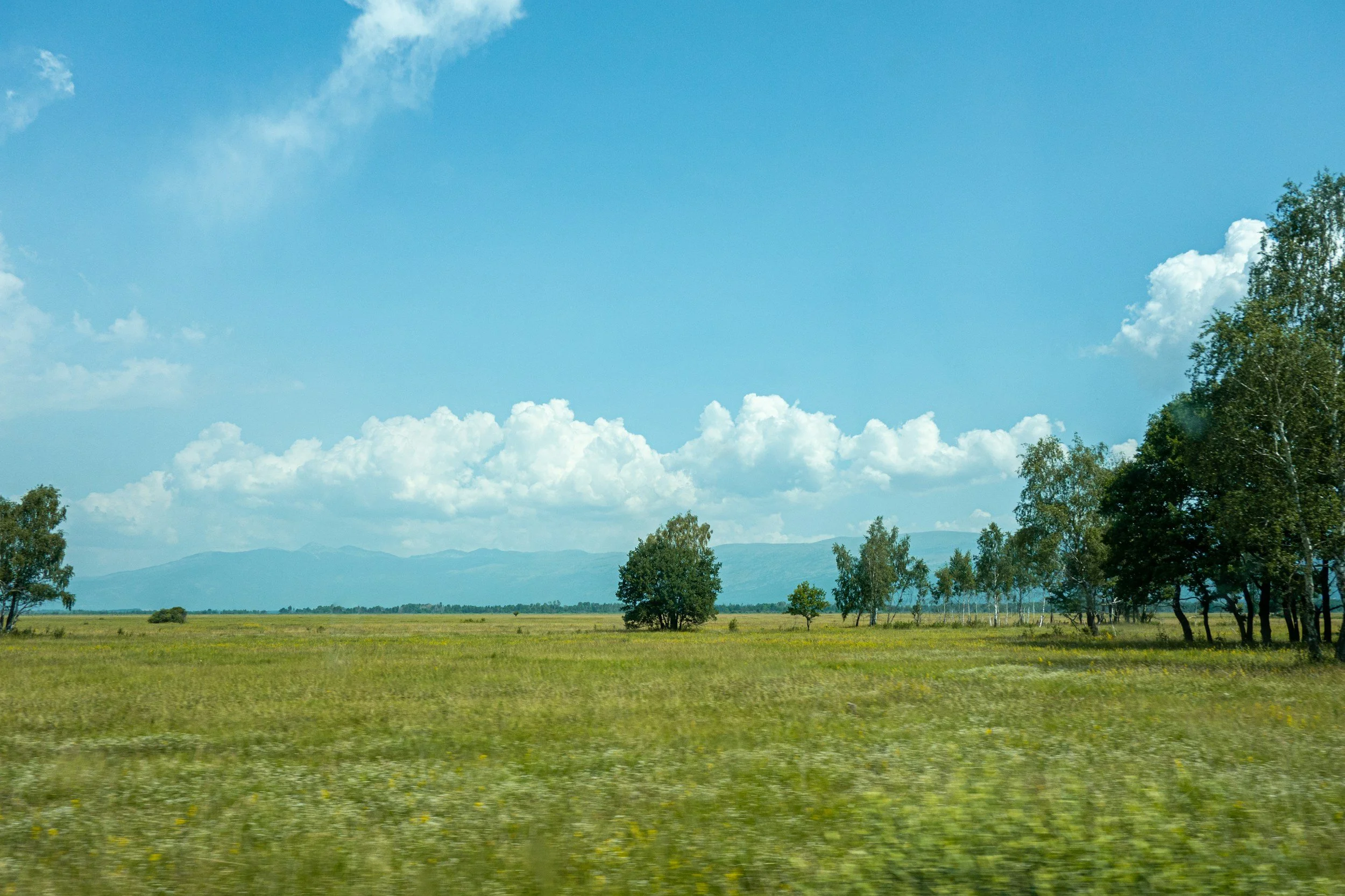 A wide open plain with trees