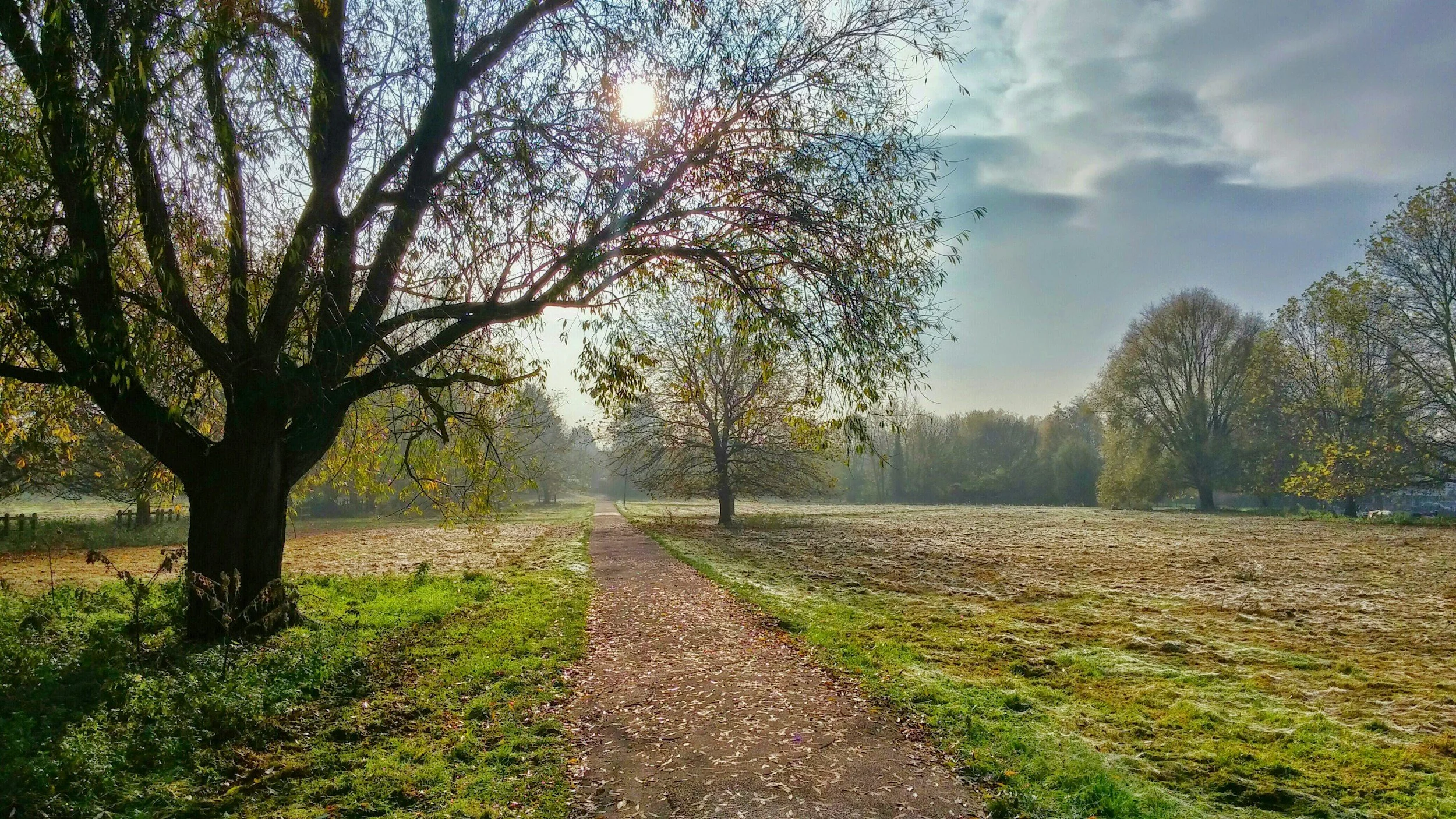 path among trees demonstrating a new beginning