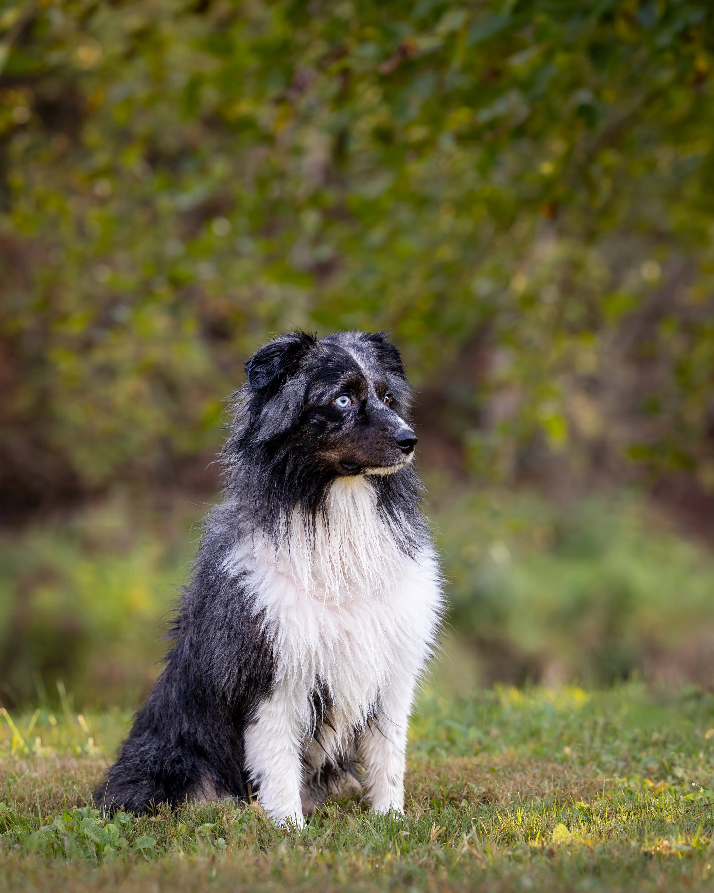 Portrait of mini australian shepard gazing in the distance