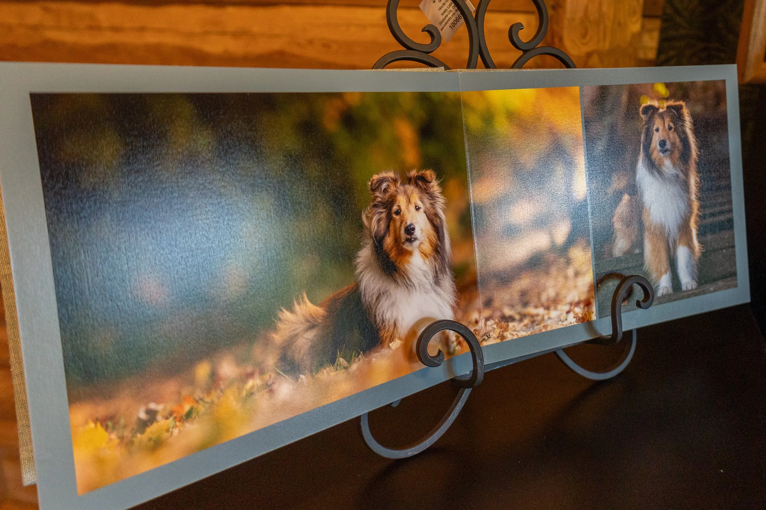 A framed collage of two photographs of a Shetland Sheepdog, displayed on a black metal stand. The left photo shows the dog lying on grass with a blurred background, and the right photo shows the dog standing on a surface with a blurred background.