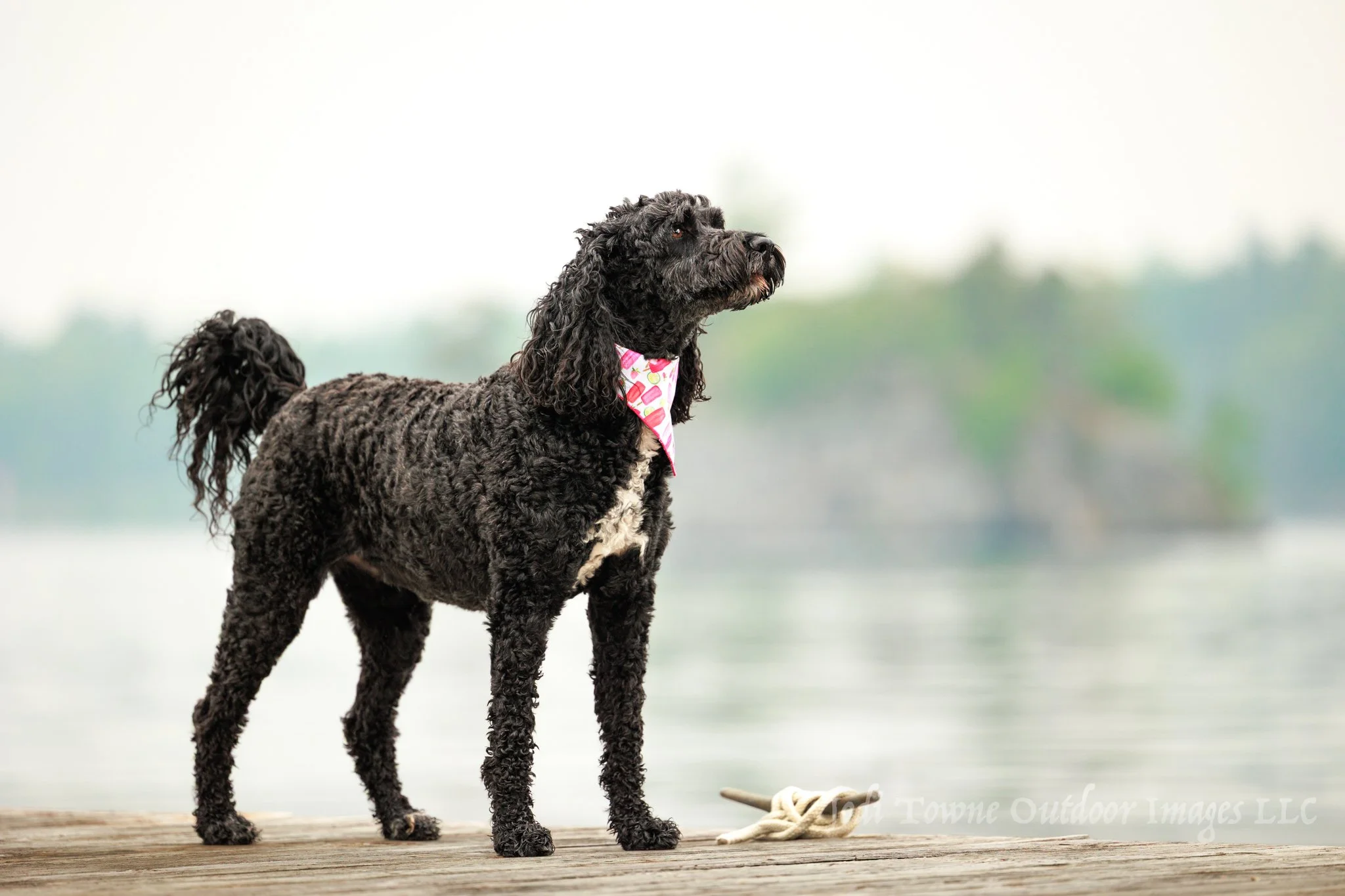 Professional photo of a golden doodle on a dock in the Thousand Islands in the fog