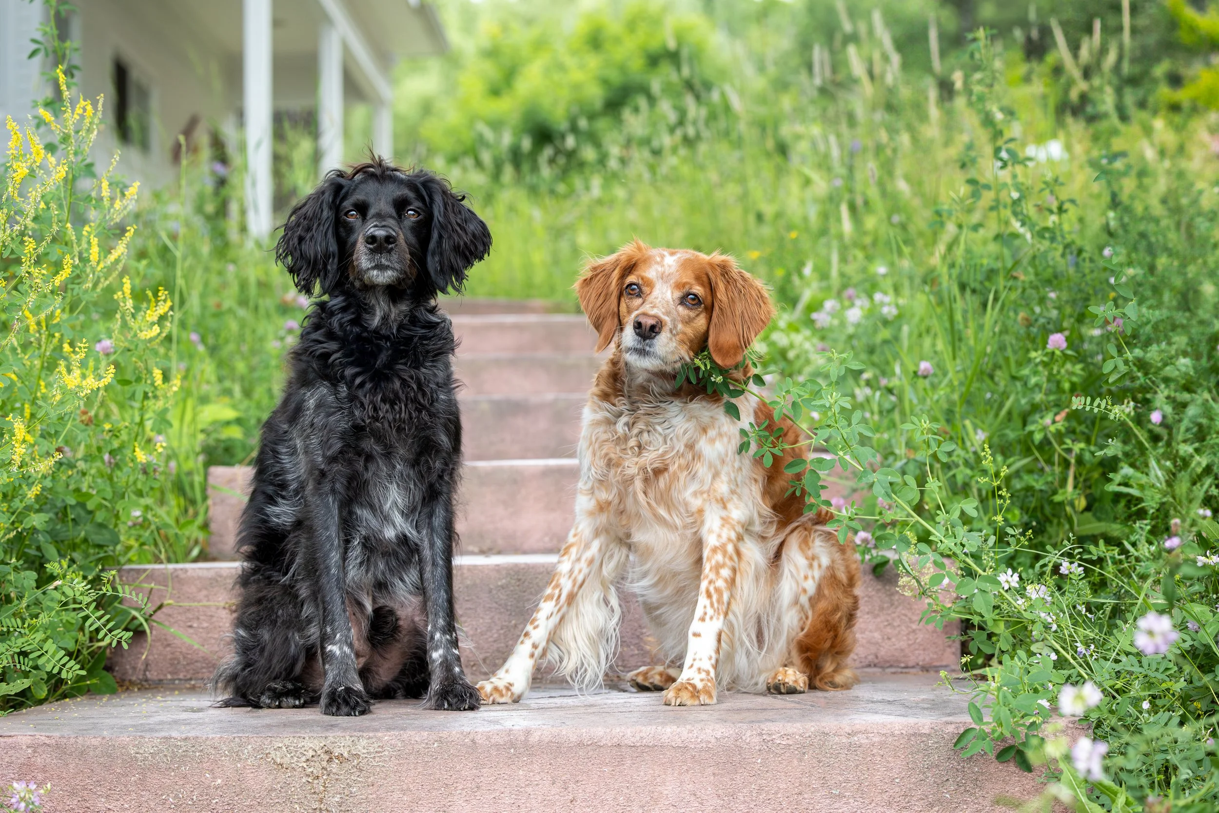 Professional portrait of two spaniels sitting on concrete steps with wildflowers on either side of them.