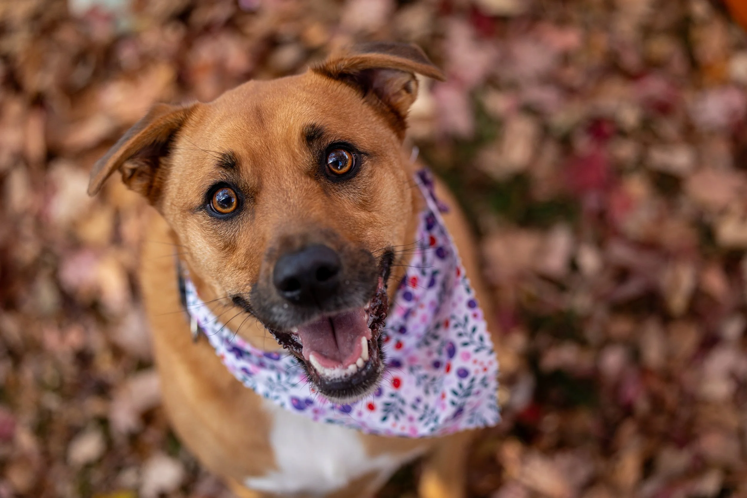 Photo of tan dog gazing into the camera at Pupkin Fest at Whitecaps Winery