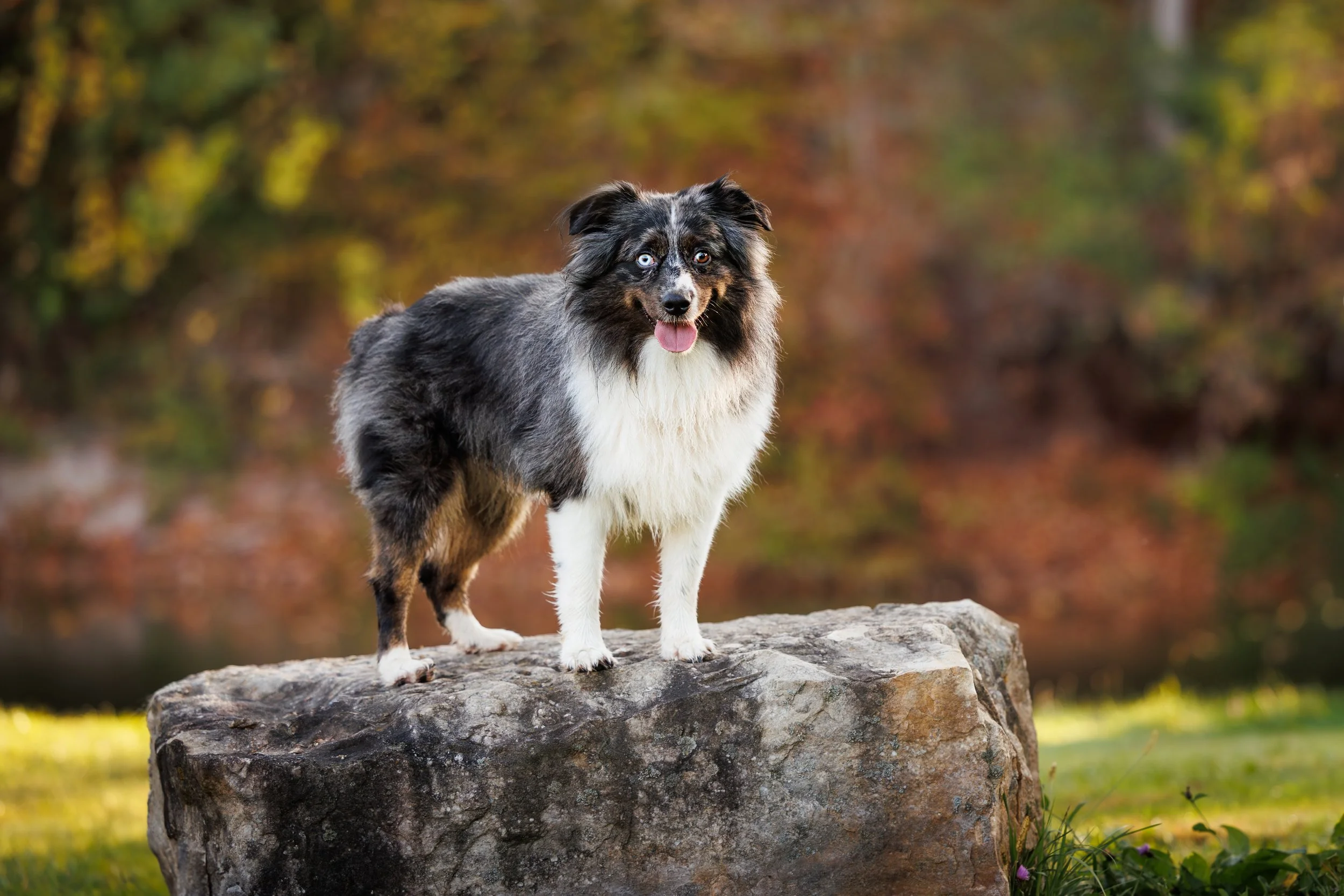Portrait of Australian Shepard standing on a rock
