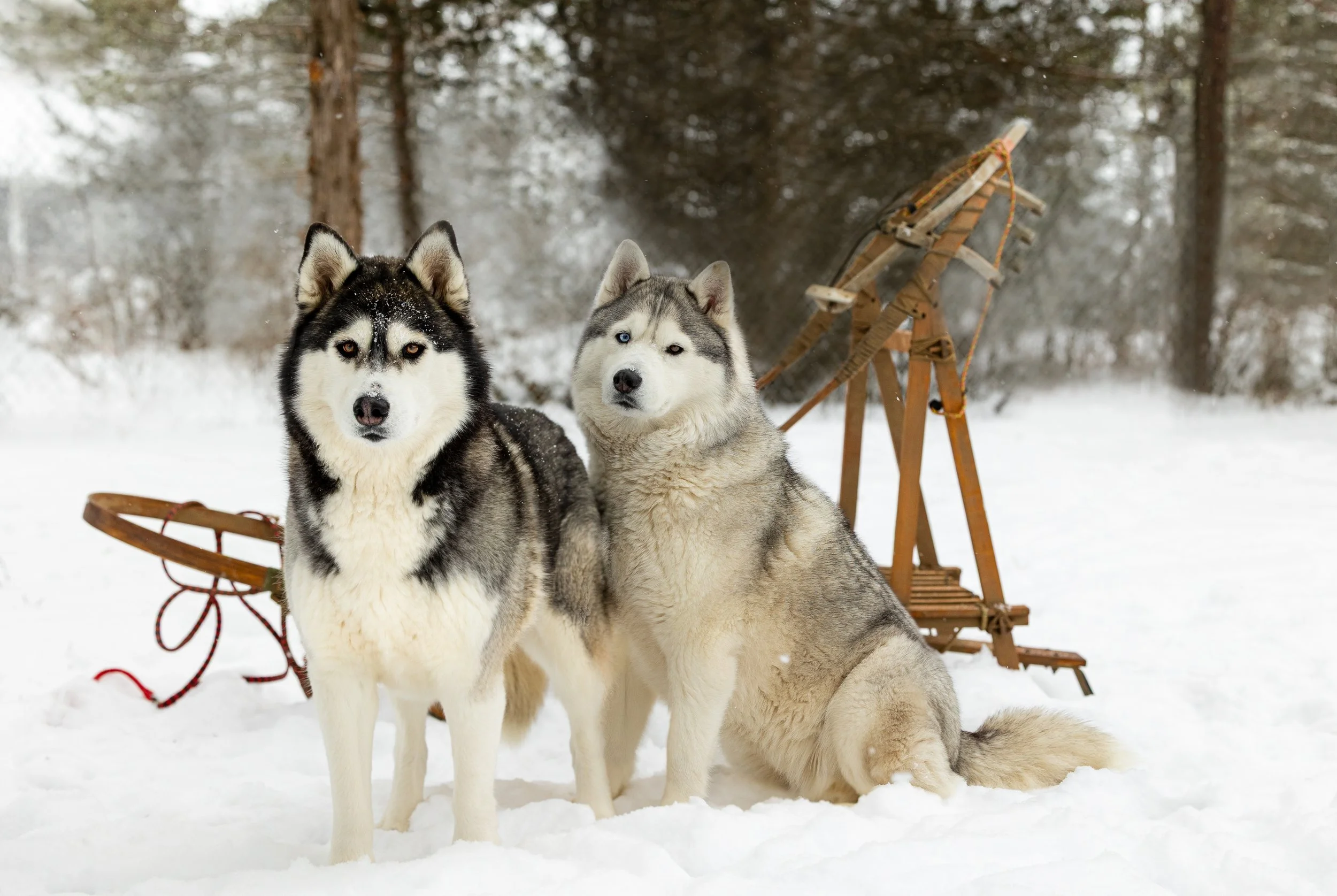 2026_January-RobinHeim 8798-Edit-Edit-1.jpg