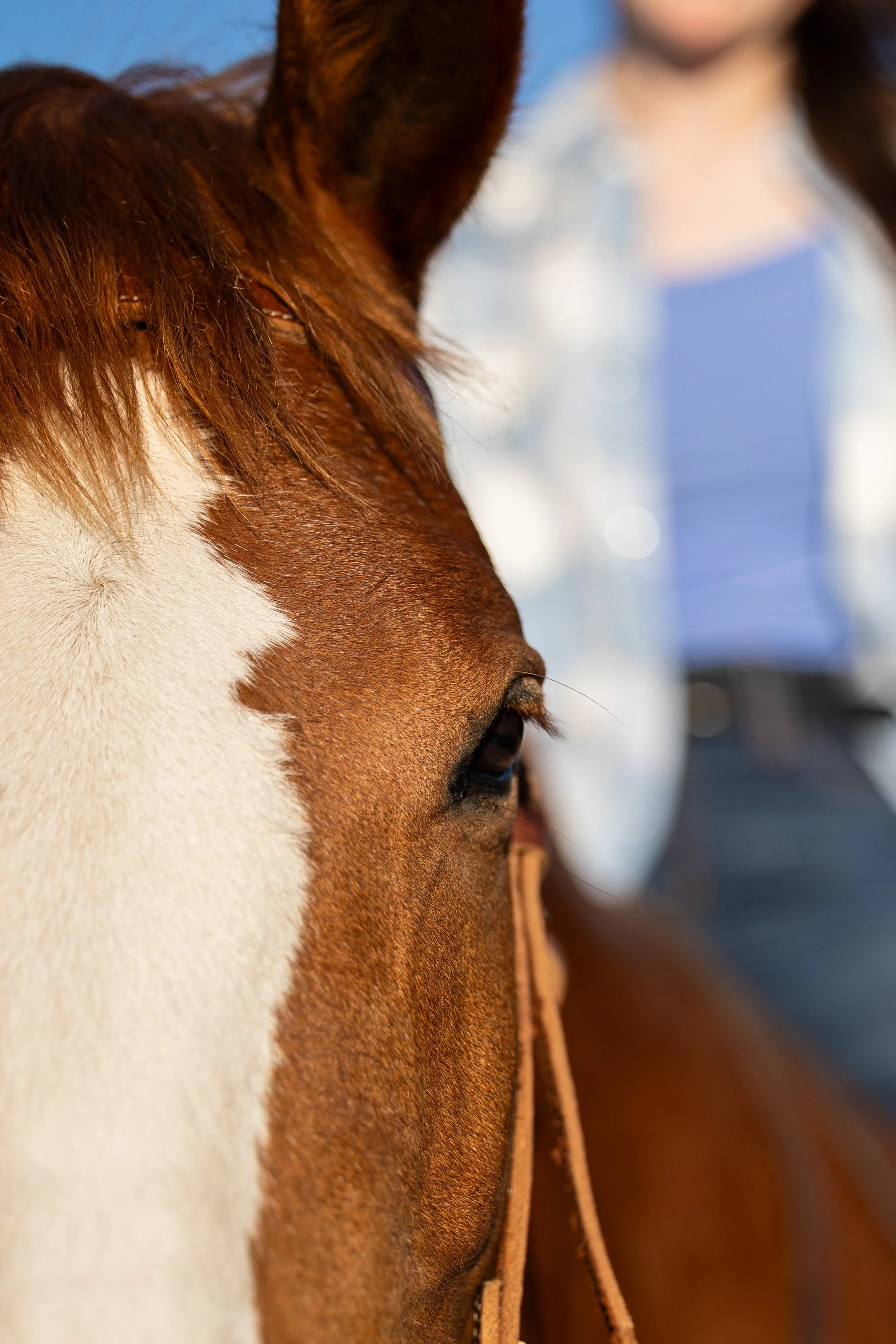 Photo of a horses eye with rider blurred out in the background