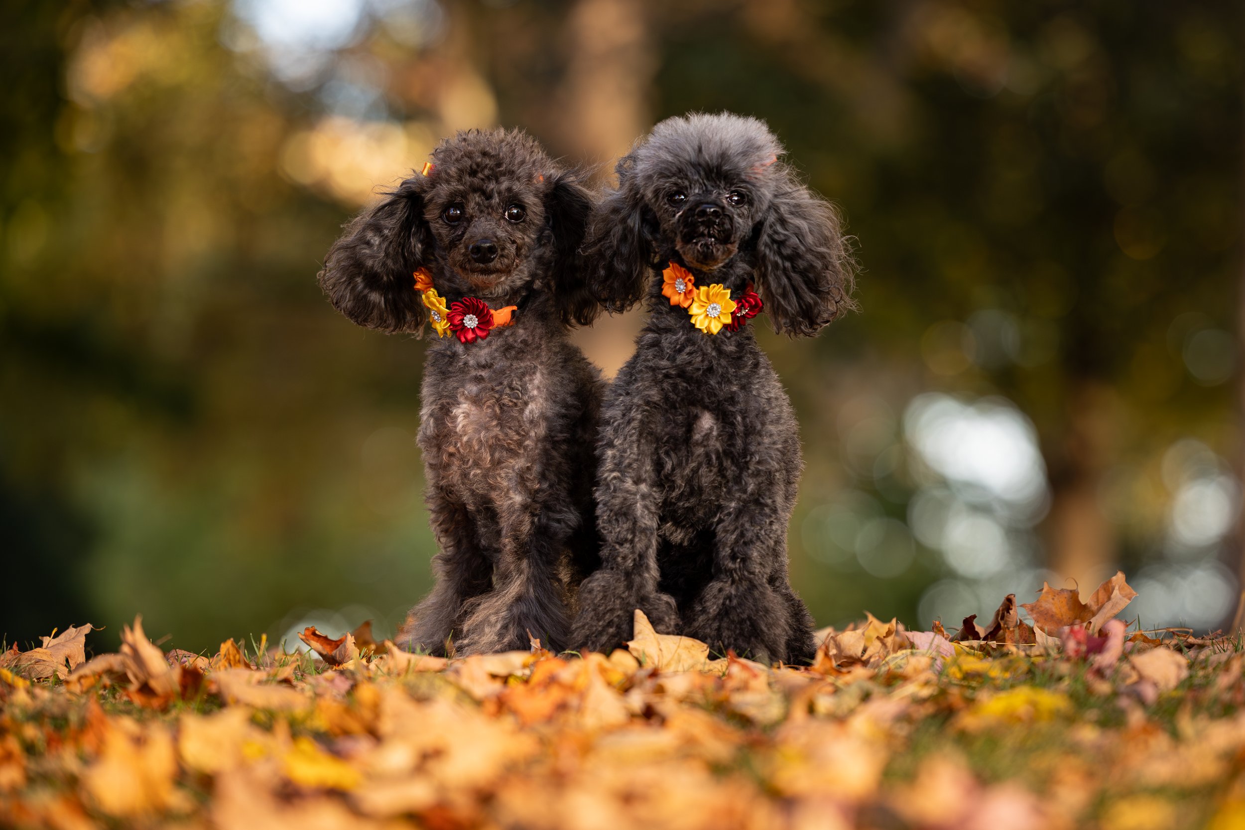Professional portrait of two poodles sitting in fall leaves in Thompson Park, Watertown, NY
