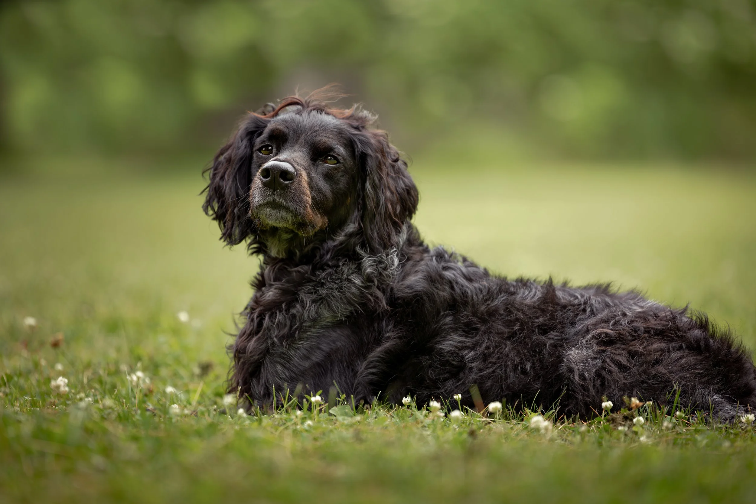 Professional portrait of a spaniel lying in the grass near Butterfield Lake.