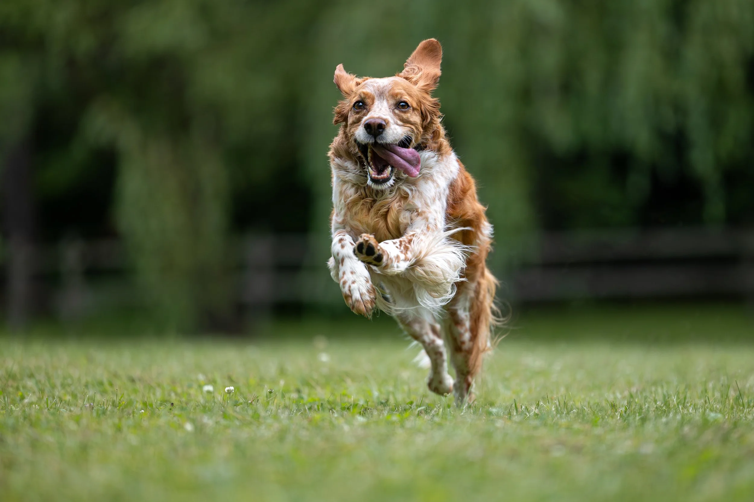 Professional photo of a spaniel running through the grass with willow trees as a backdrop.