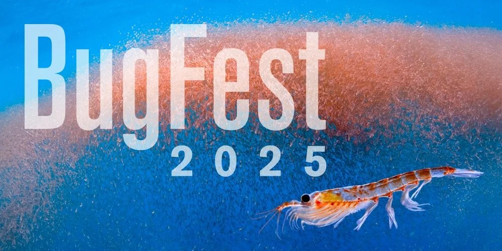 BUGFEST 2025!