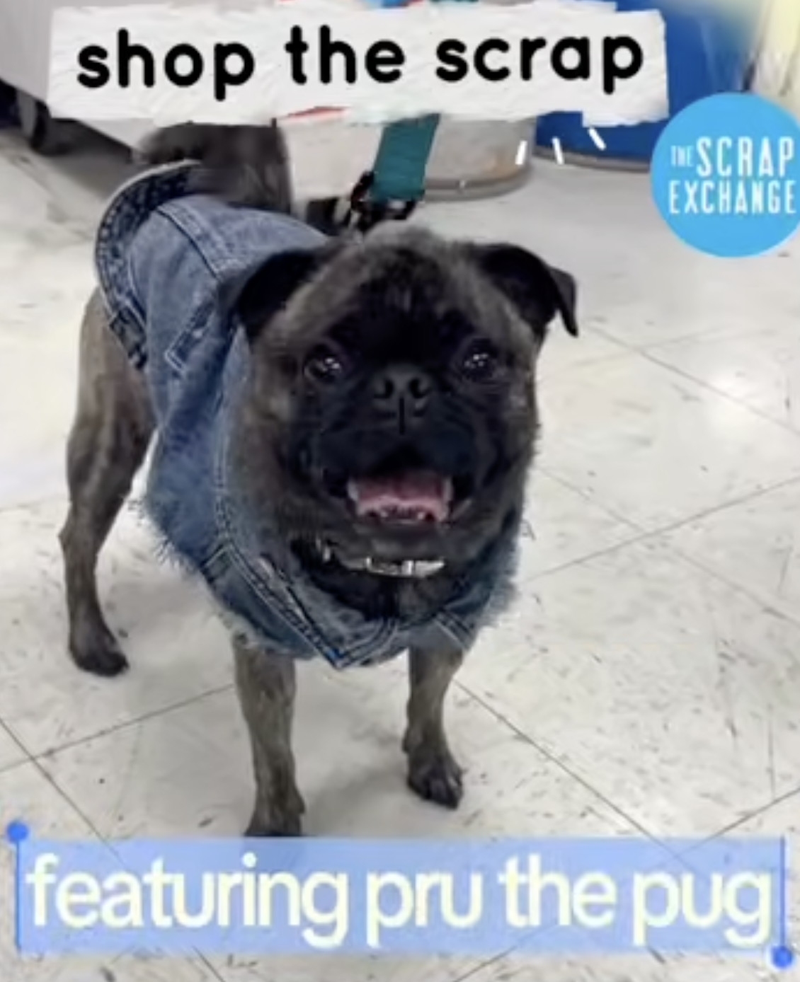 Tiny Treats: Pru the Pug Takes the Grand Tour
