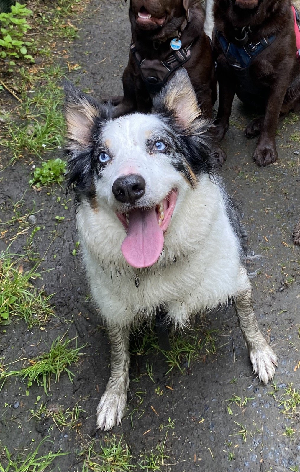 A happy Australian Shepherd dog with bright blue eyes sitting on a muddy trail with green plants, accompanied by two chocolate Labradors with one wearing a blue collar and the other a pink harness.