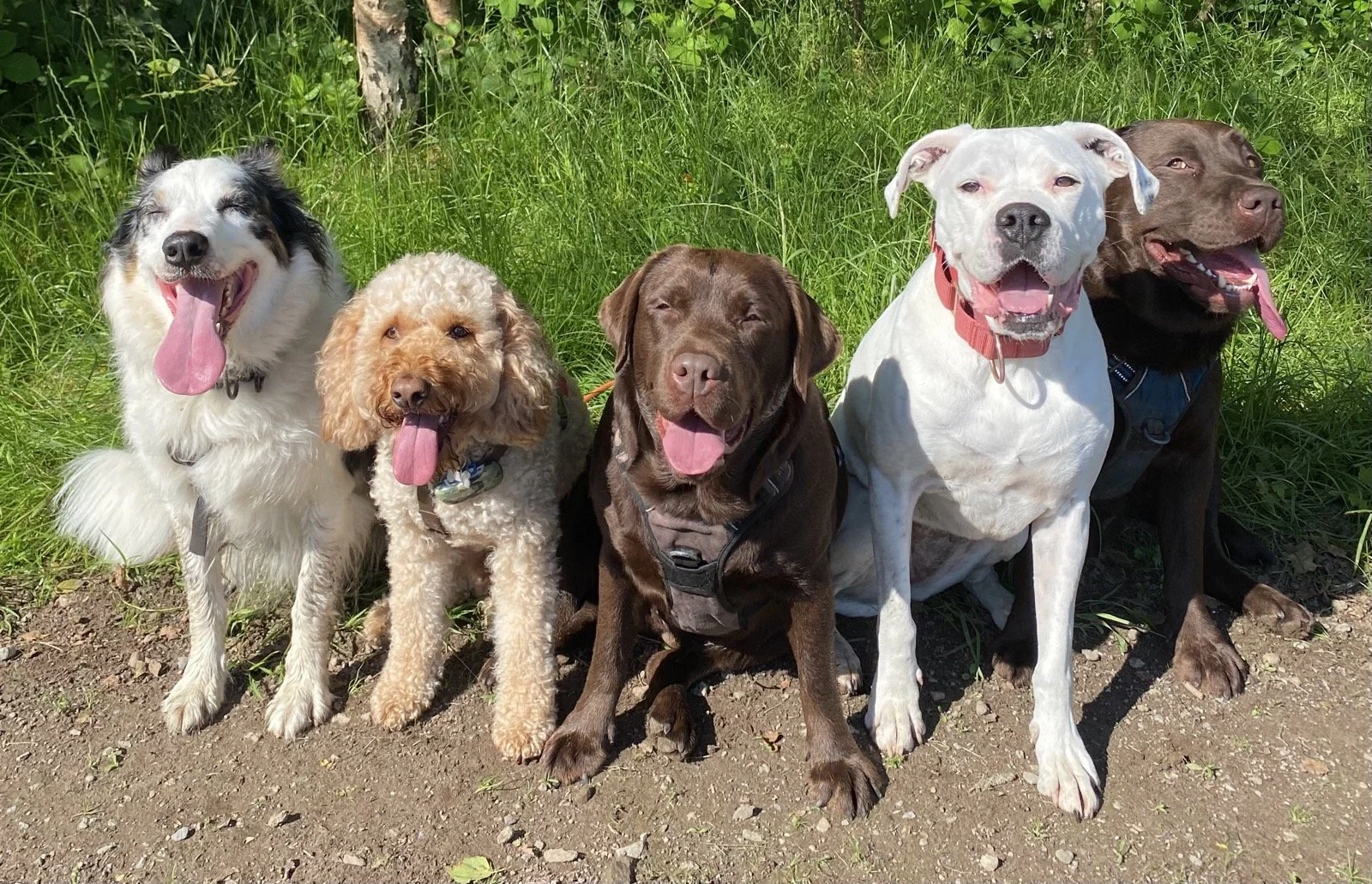 Five happy dogs sitting on dirt ground with green grass and trees in the background, all with tongues out and smiling.