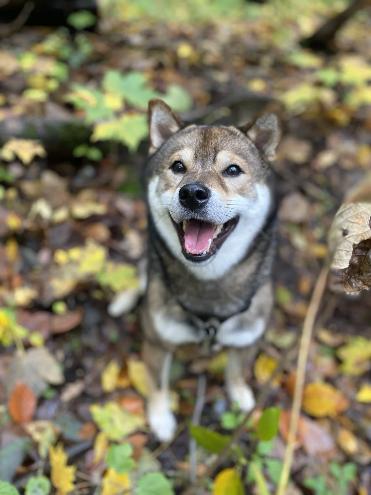 A happy dog, possibly a Shiba Inu, sitting on a bed of fallen leaves in a forested area, looking up at the camera with a joyful expression.