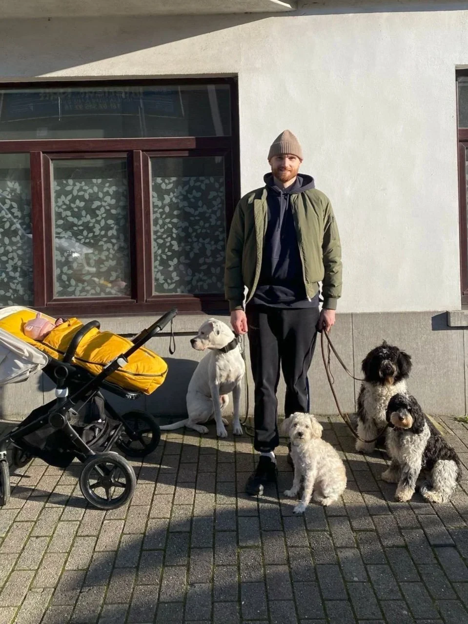 A man standing on a sidewalk with four dogs, a baby stroller, in front of a building with large windows and patterned curtains.