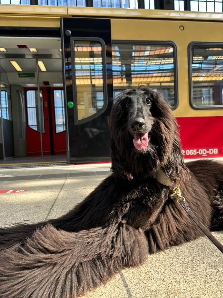 A black dog with long fur lying on the pavement in front of a train at a station, looking happy with its tongue out.