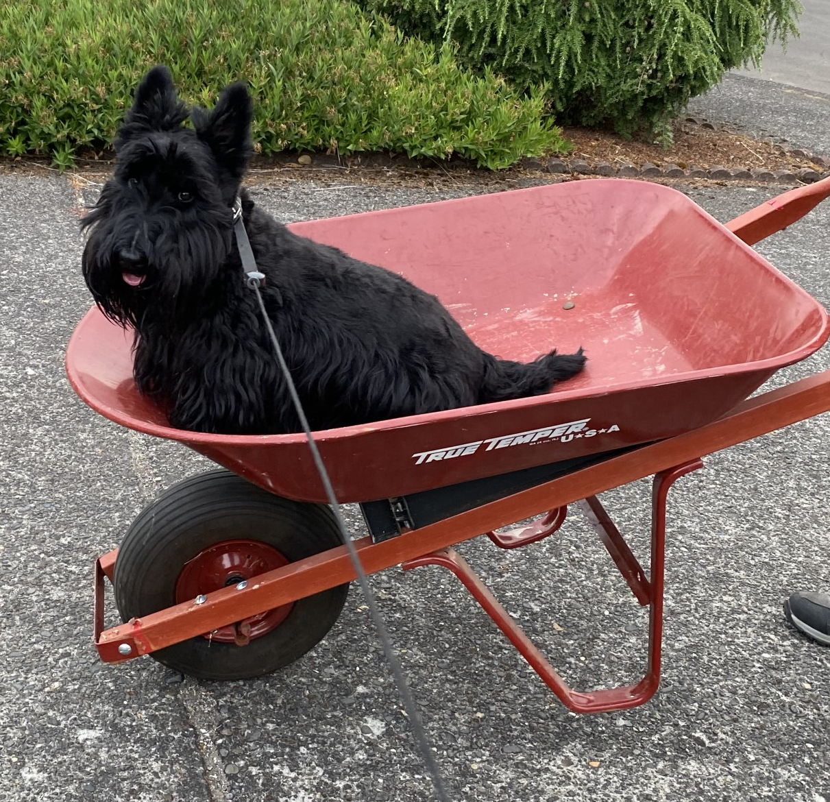 My Easter Chariot!