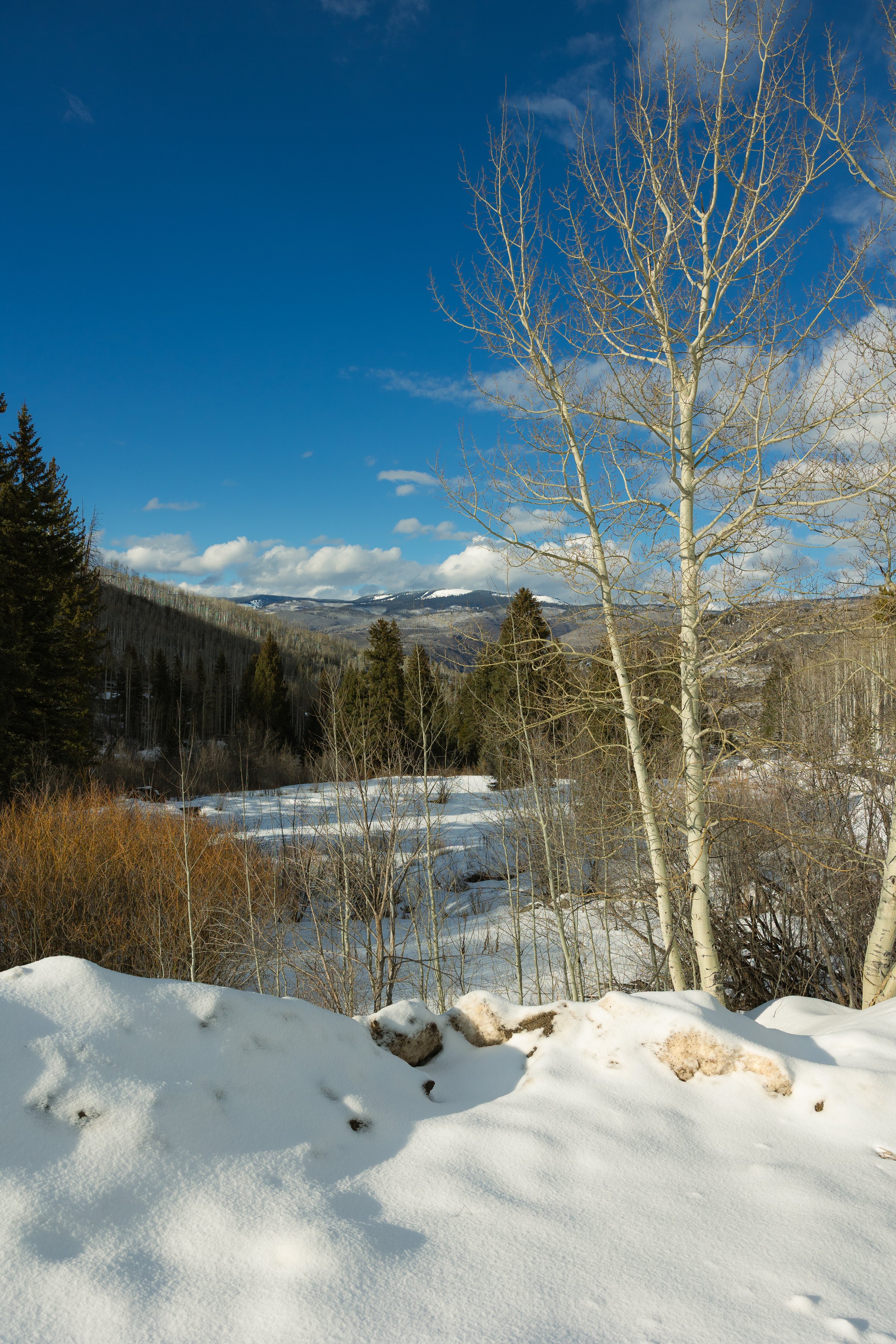 Snow-covered landscape with leafless trees, evergreen trees, mountain range in the background, and a partly cloudy blue sky.