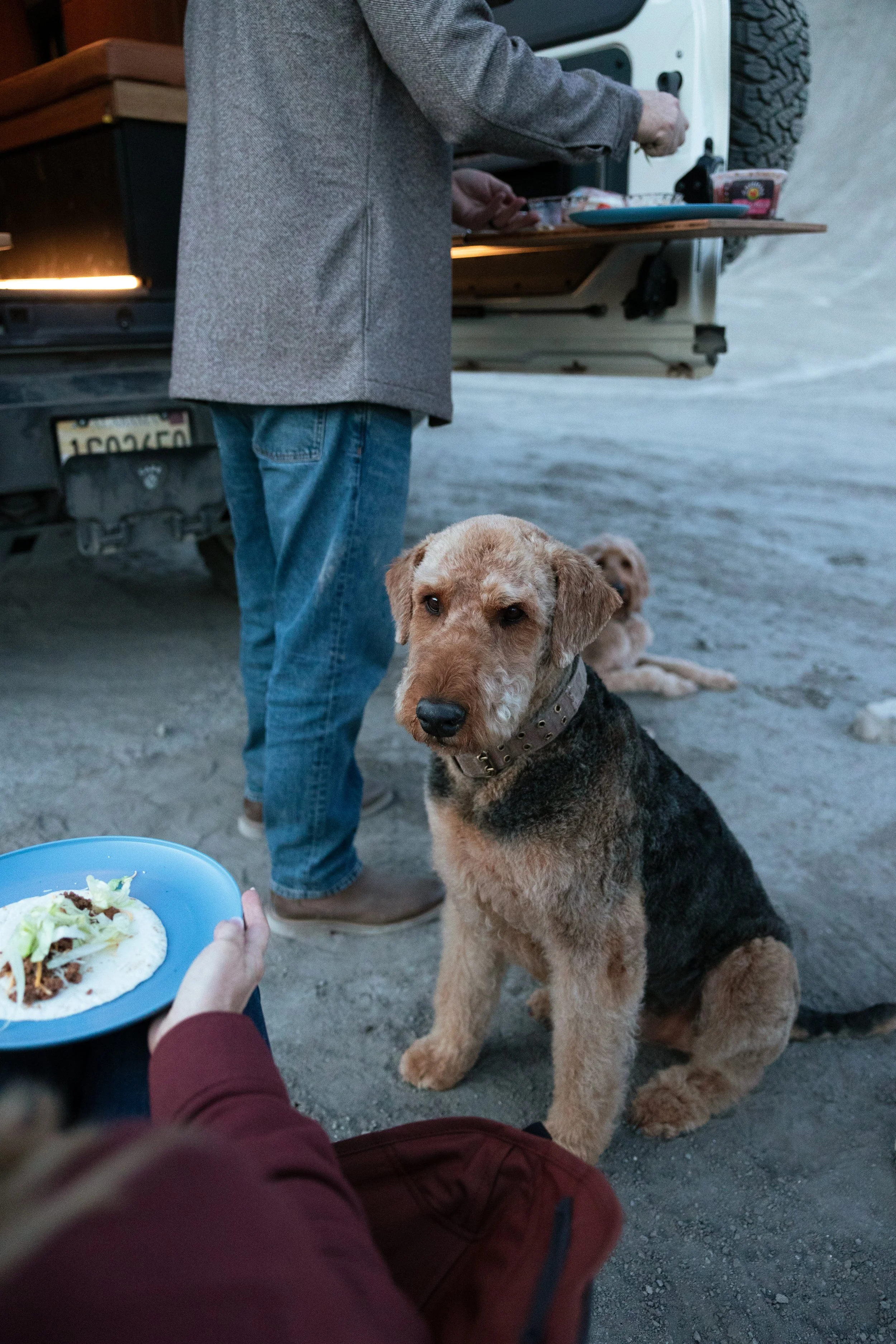 A person holding a plate with a taco and shredded lettuce, sitting near a seated dog, while another person prepares food at a trailer on a beach.