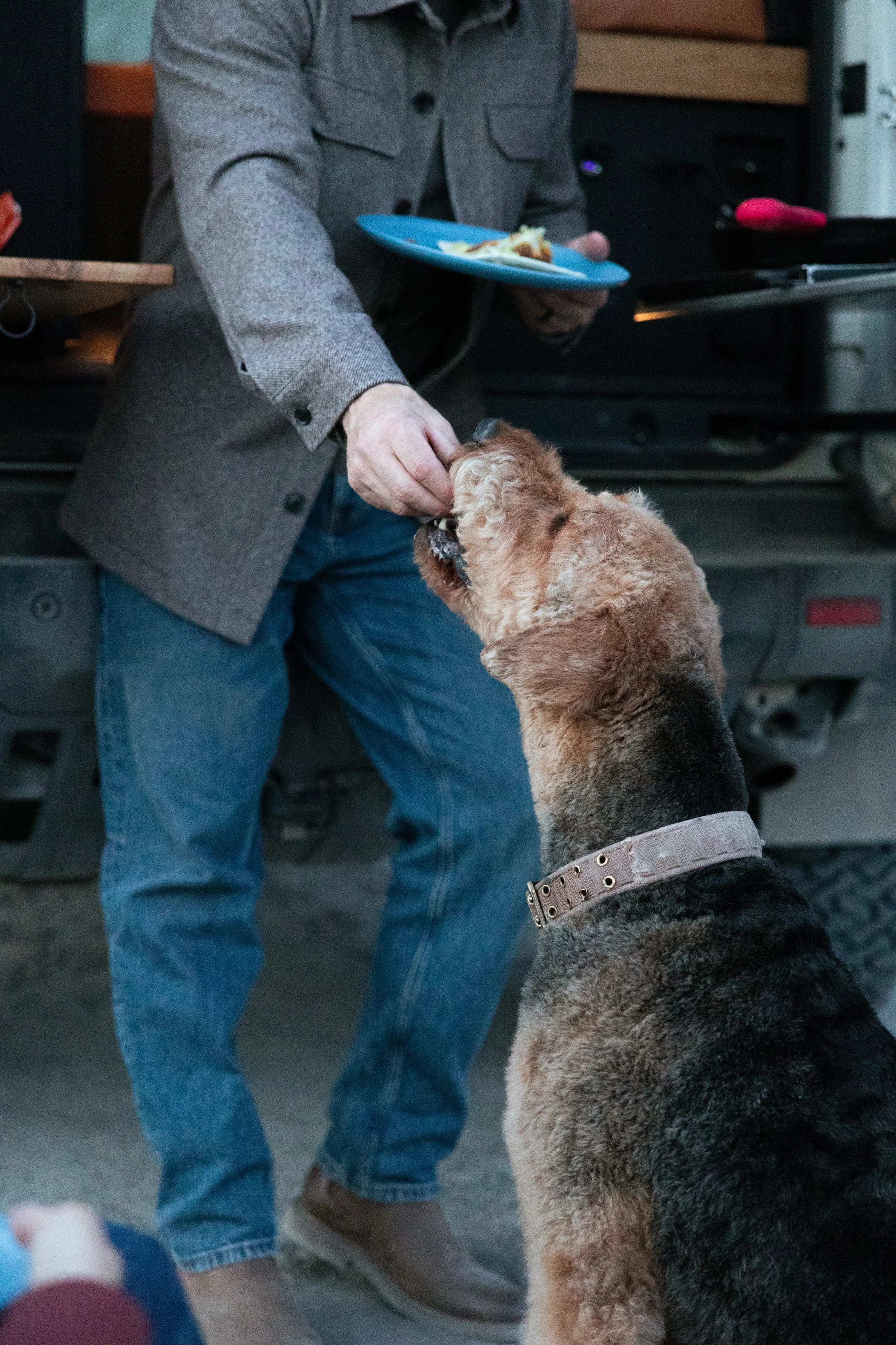 Person feeding a dog from their hand while holding a plate in the other hand, setting on the back of a truck.