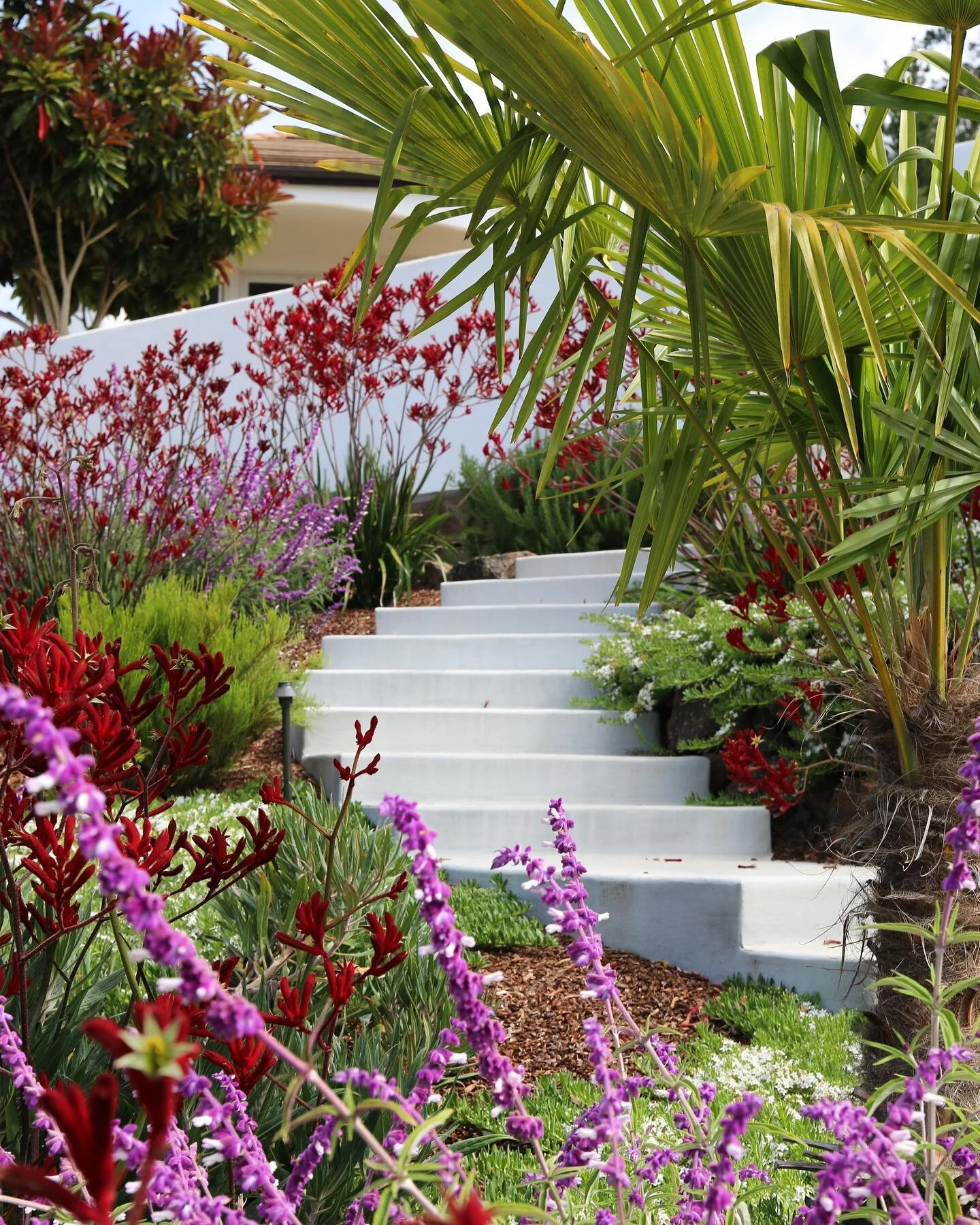 If only all stairs and windows led to such beautiful places.
#kangaroospaw#palmtree#flowergarden#pool#outdoorseating#outdoorstairs