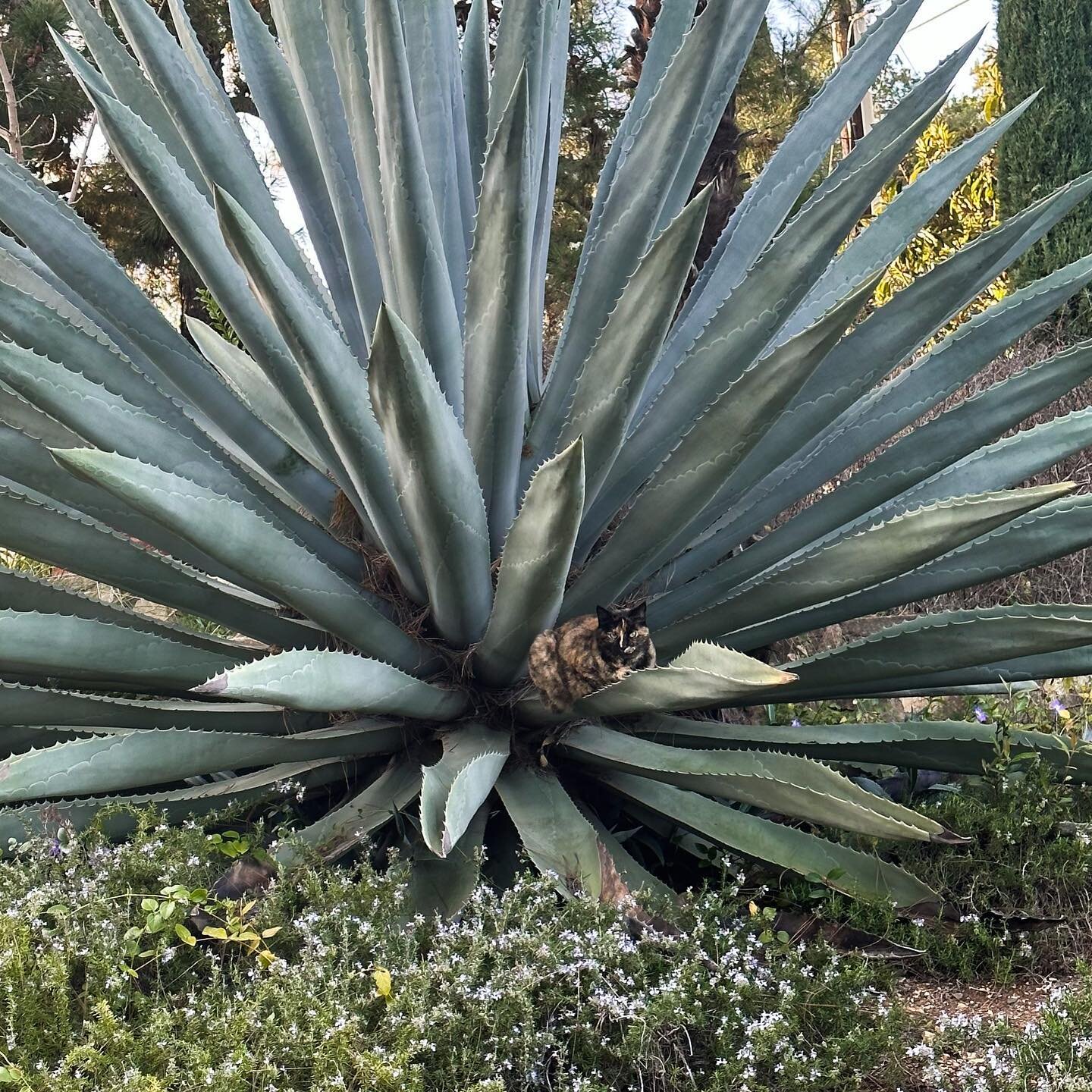 One of our office cats, Zelda, found herself a well protected hideout.  #landscapearchitecture #agave #ififitsisits