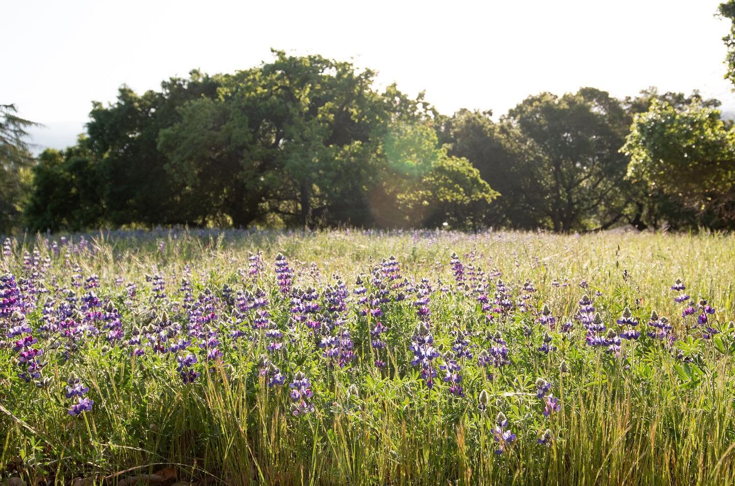 We hope everyone is enjoying the wildflowers as much as we are here in Gilroy! We are experiencing our own mini Lupine super bloom at our office which has us excited for spring to be in full swing! #superbloom #wildflowers#wildlupine #landscapearchit