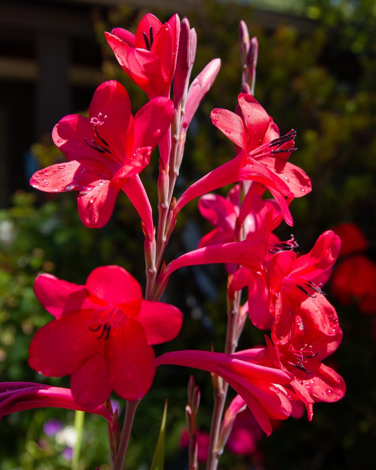 Happy Tuesday! Here’s some flowers