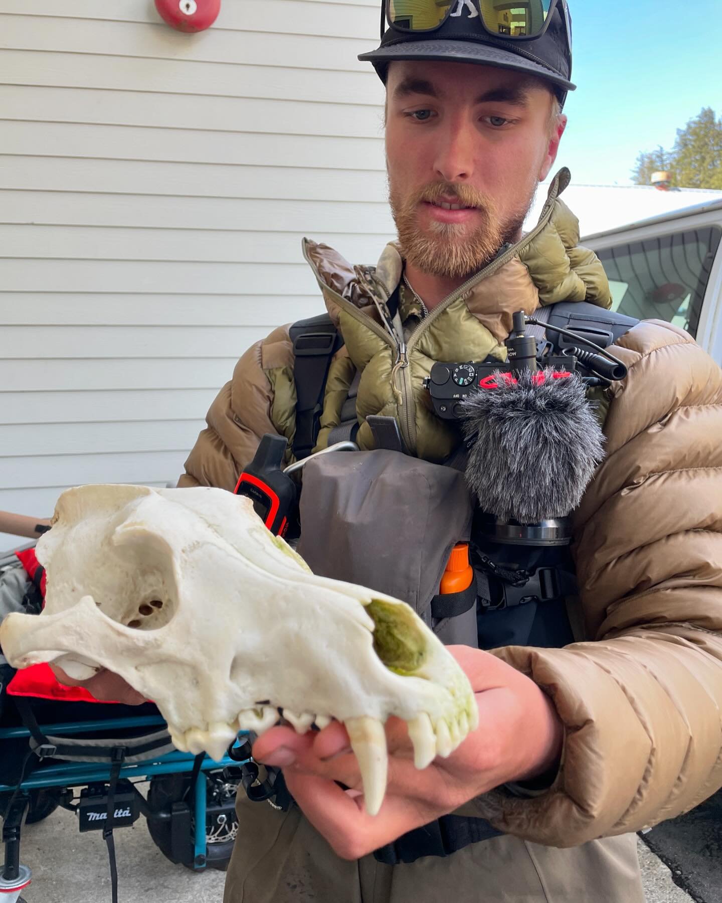 One of our hunting drop offs found this Alexander archipelago Wolf Skull while out looking for spring bears this past week. These animals are extremely resourceful, they are even known to eat sea otters. #alaskahunting #hunting #huntalaska #alaska #w