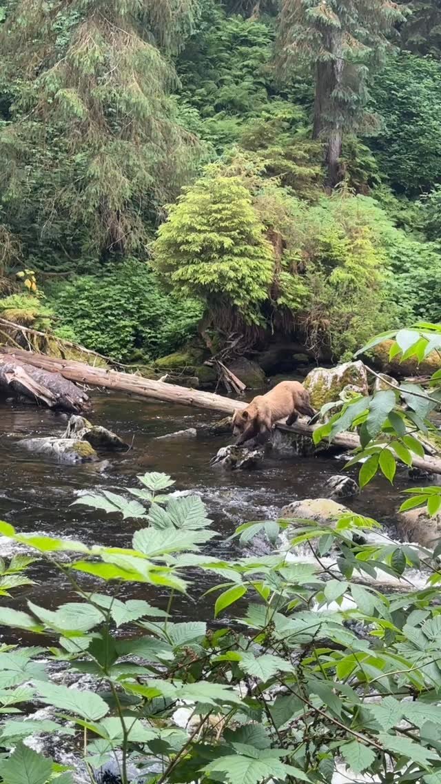 Bear season is here! Our first trip to Anan this year opened with a great view of local Scuba Sue. We still have some seats left to get up close and personal with the bears. #alaska #alaskalife #visitalaska #nature #travelalaska #travel #alaskaphotog