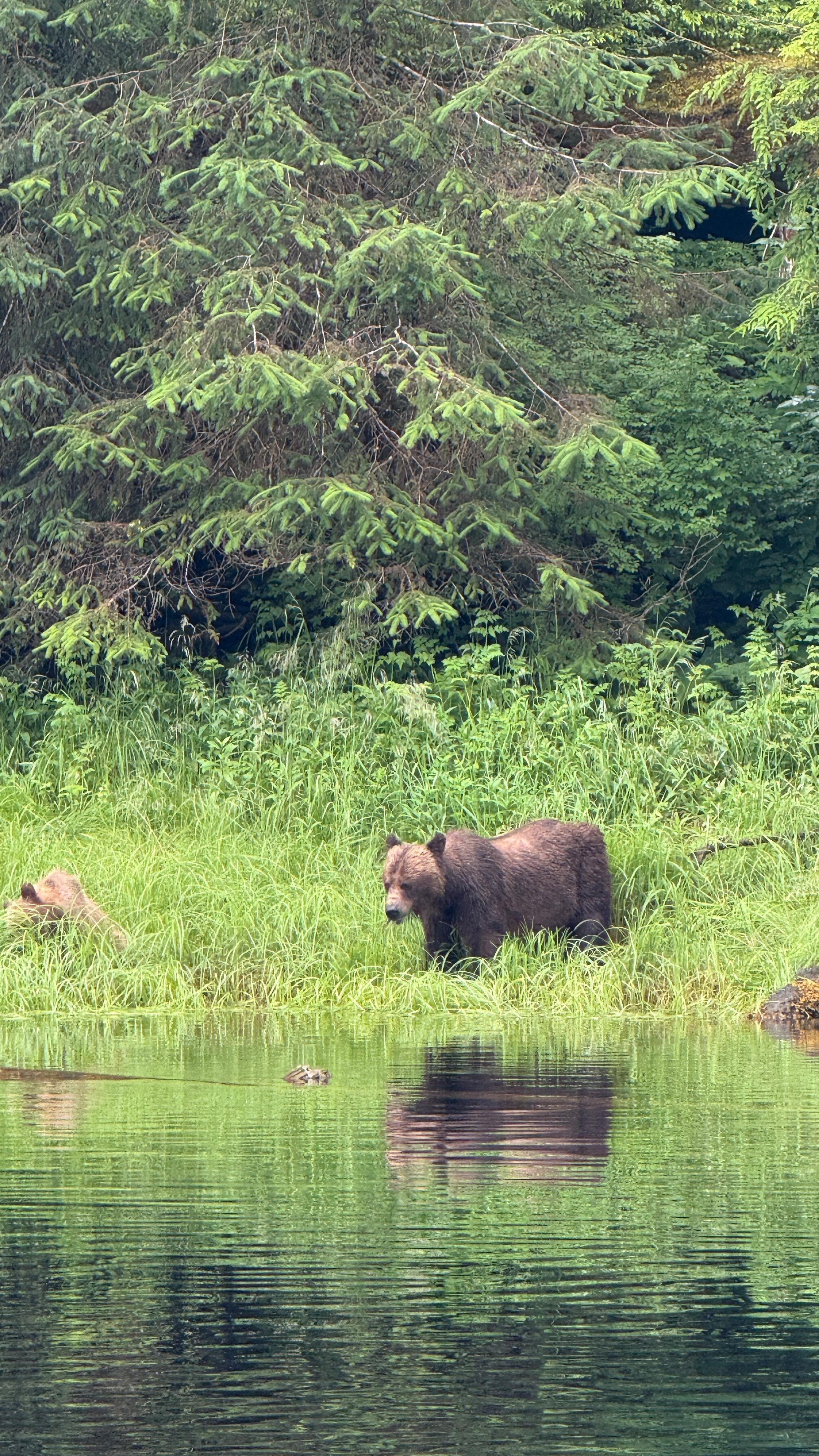 We don’t guarantee wildlife on our tours but boy do we get a nice surprise sometimes! #alaska #alaskalife #alaskalife #nature #travelalaska #travel #alaskaphotography #usa #shoreexcursions #wildlife #mountains #adventure #cessna #mistyfjords #e