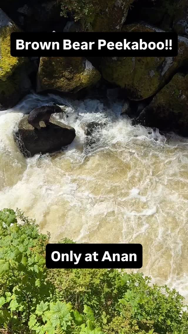 Anan is one of the few places you can see both the brown bears and black bears fishing. The brown bears will inevitably bully the black bears, and they clearly have fun doing it. #brownbear #bear #alaskalife #grizzlybear #wildlife #bears #nature #gri