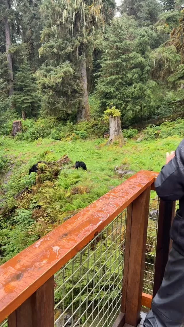 Hard to beat the magic of Anan Creek, we are accepting submissions for our waitlist for 2026 until October 12th. After that all permits will be first come first serve! #alaskacruise #alaska #travelalaska #anancreek link in the bio! #alaskalove #shar