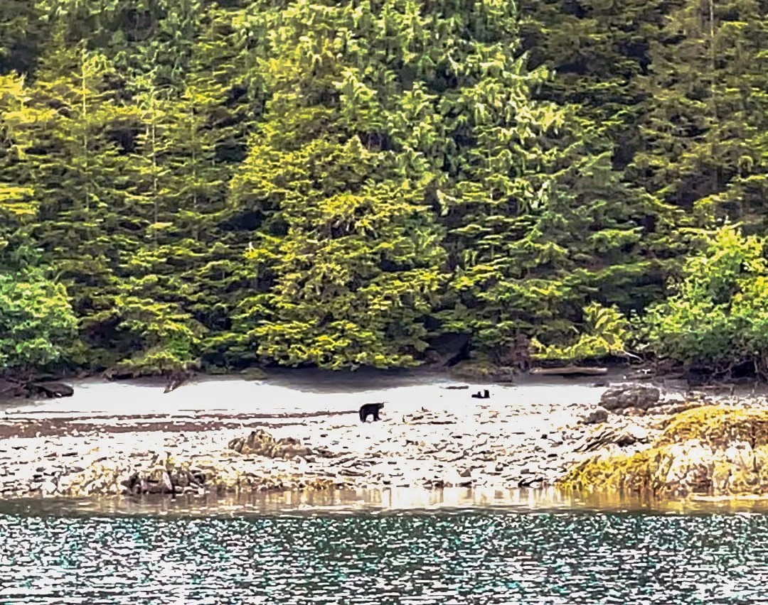 bear at babe_edited.jpg