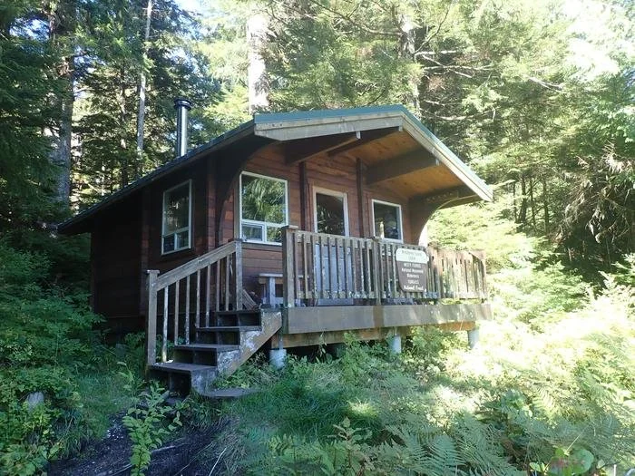 Wooden cabin in a forest with a porch and stairs, surrounded by trees and greenery.