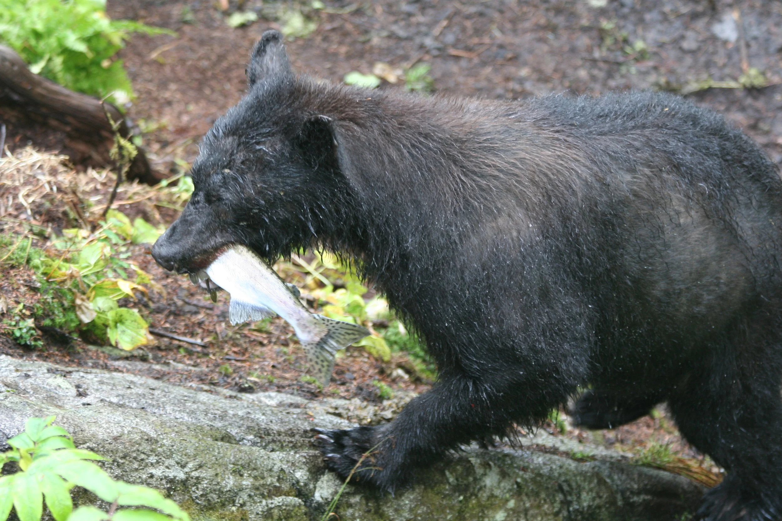 black Bear_fish 001.JPG