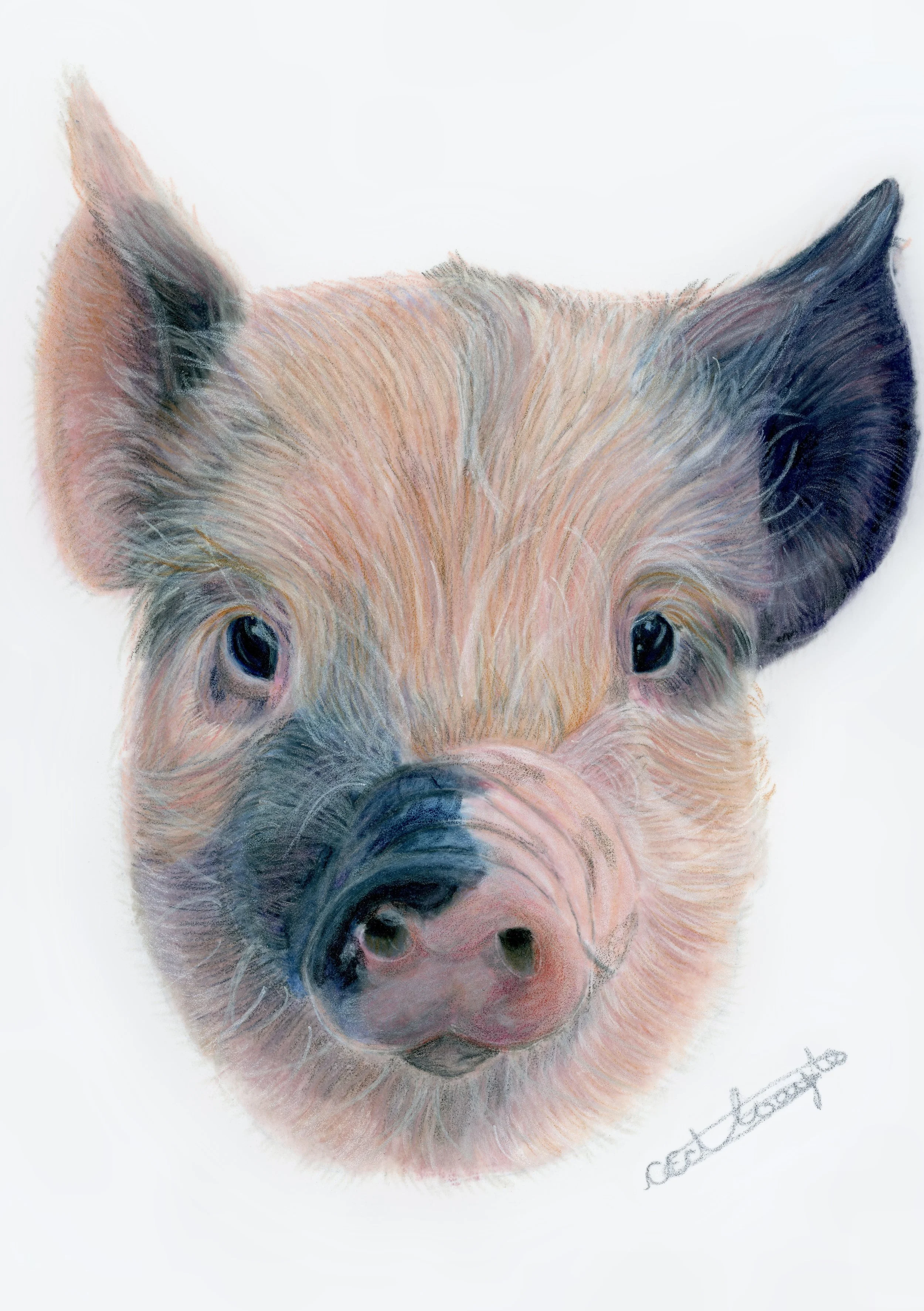 Piglet - Fine Art Print