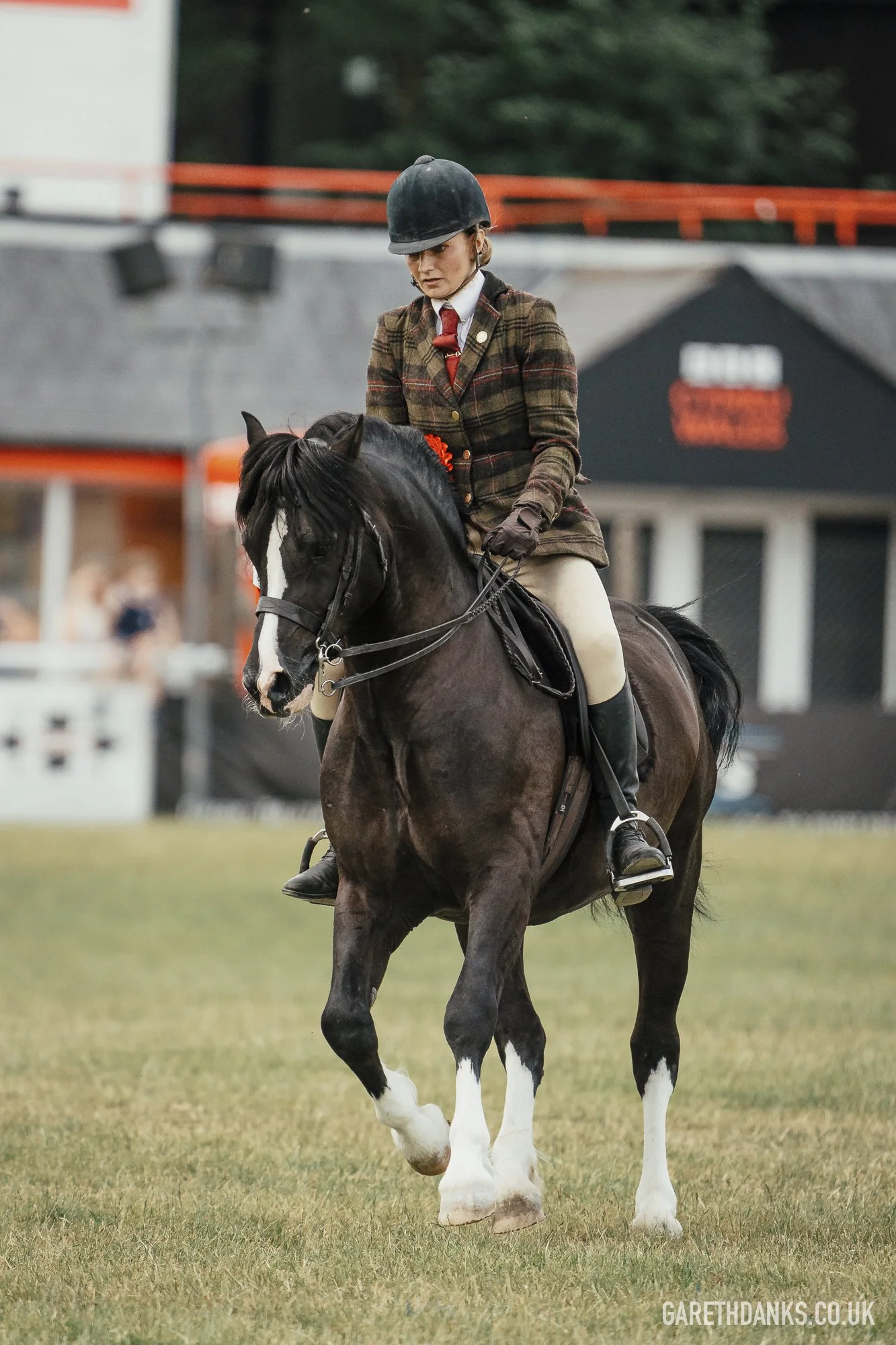 Royal Welsh Show 2026 photography _A7_7164.jpg