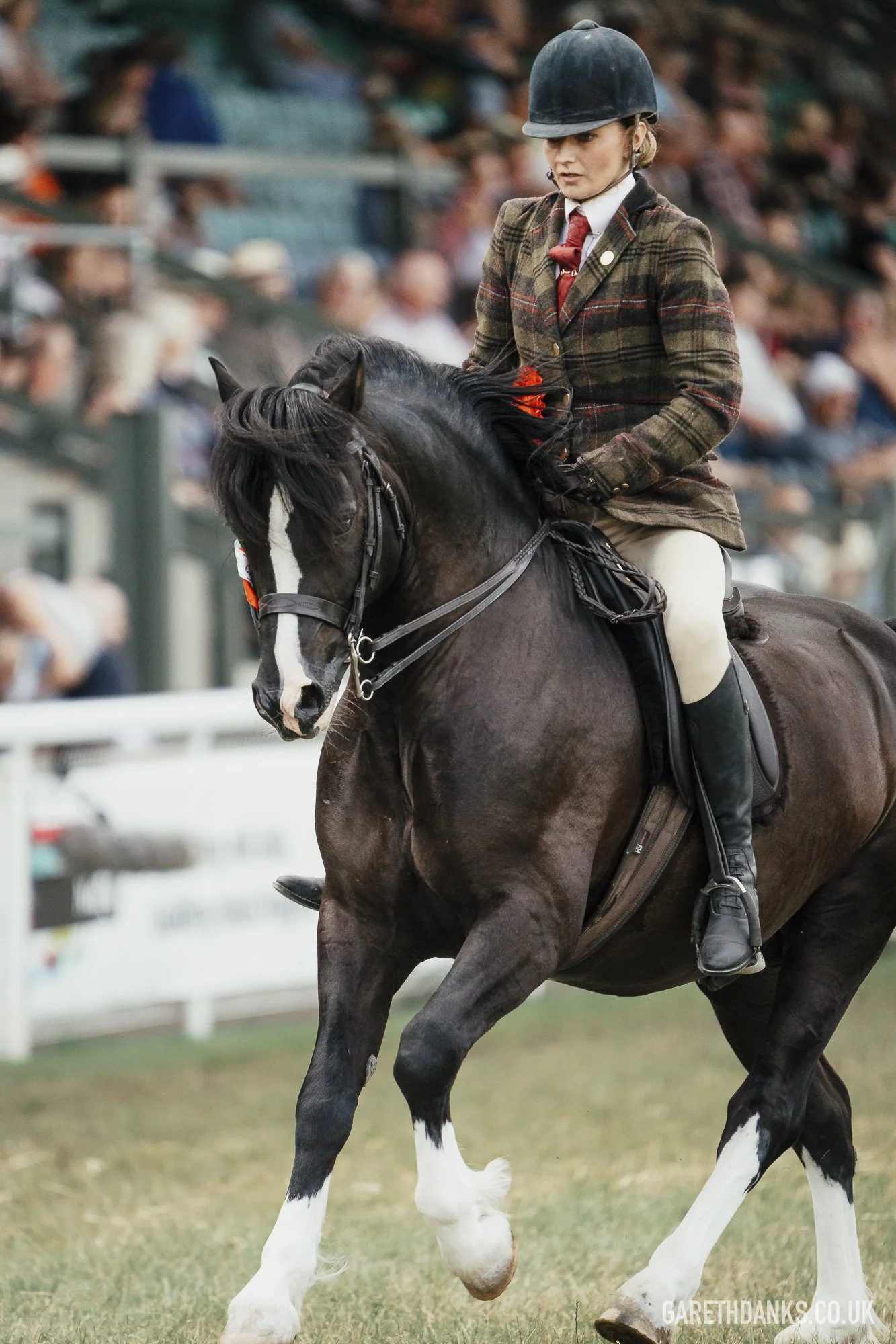 Royal Welsh Show 2026 photography _A7_7176.jpg